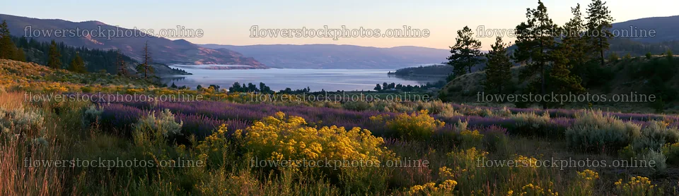 Colorful lavender meadow near a lake at sunset – flower stock photos 14762x4268