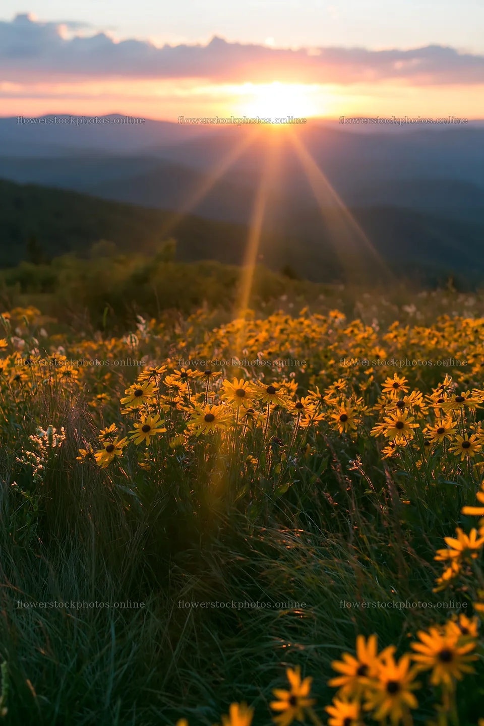 Crepuscular rays illuminate a meadow at sunset – flower stock photos 6480x9722
