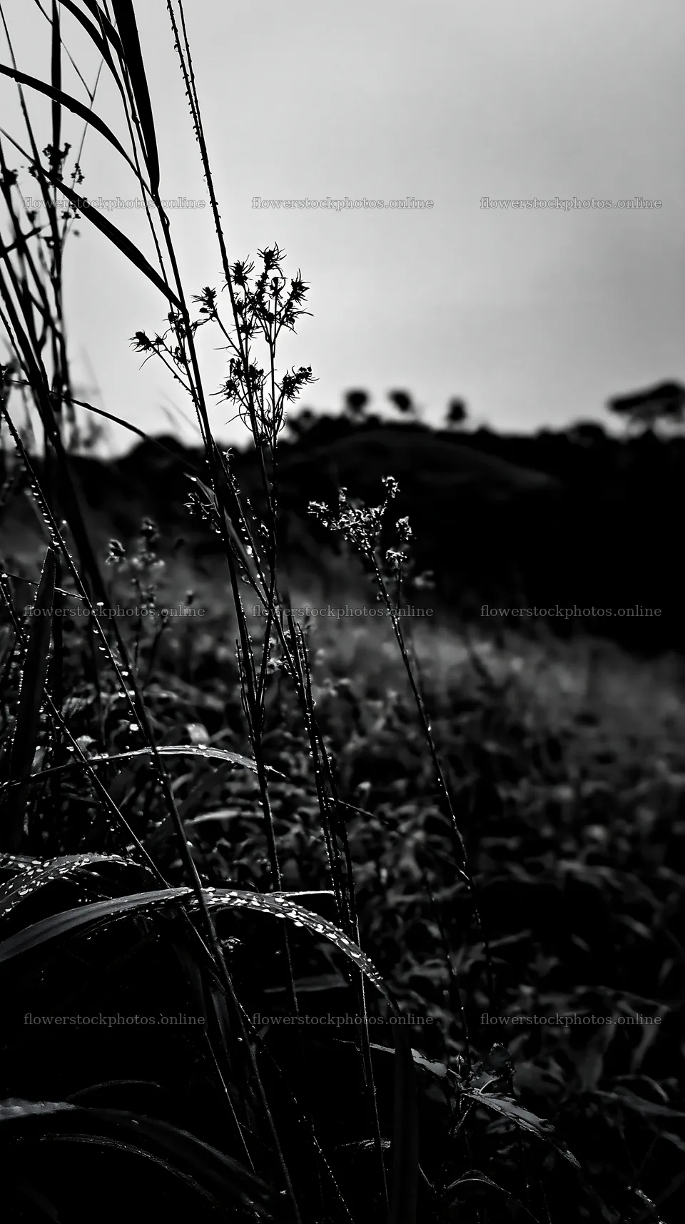 Kochi monsoon meadow rain beaded grasses glistening in the rain – flower stock photos 5938x10608