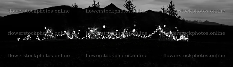Vibrant Christmas lights glowing at dusk in meadow – flower stock photos 14762x4268