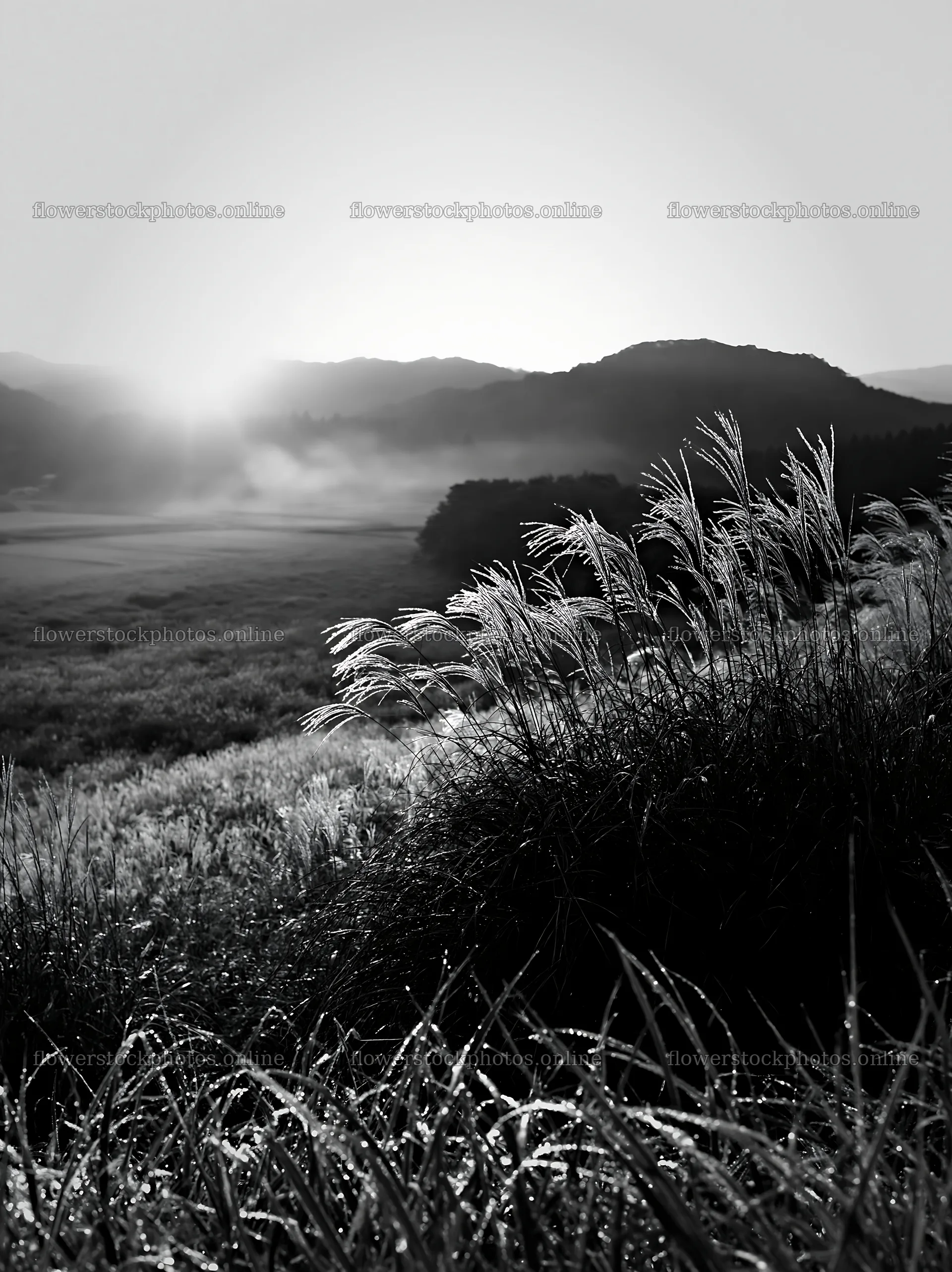Miyazaki sunrise over dew-covered meadow and sedges – flower stock photos 6866x9174
