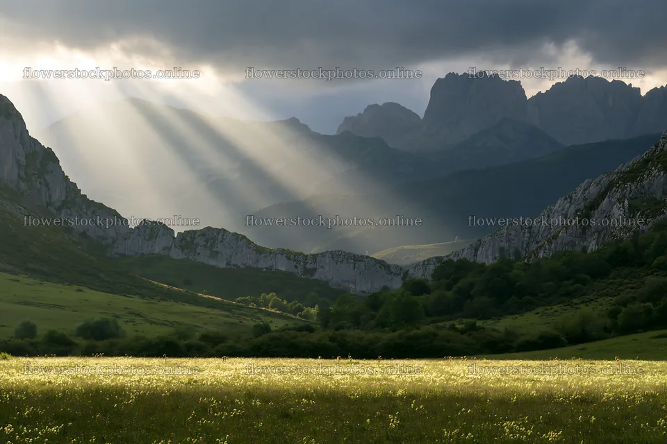 Sunrays shine on Picos de Europa meadow and mountains – flower stock photos 9722x6480