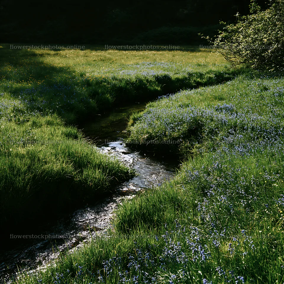 High contrast stream in meadow with blue flowers – flower stock photos 7938x7938