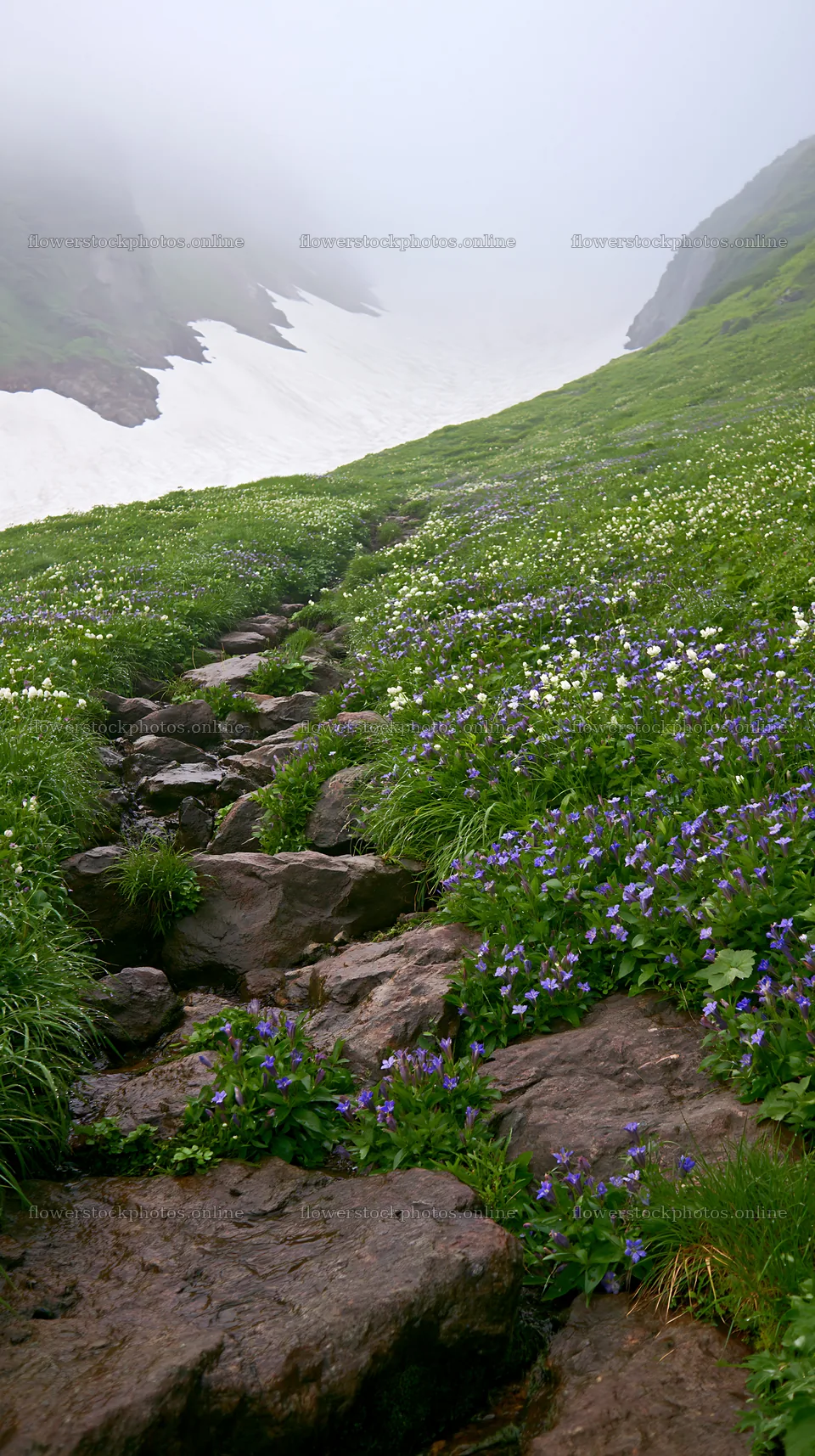 Toyama alpine meadow snowmelt rock foreground with flowers – flower stock photos 5938x10608