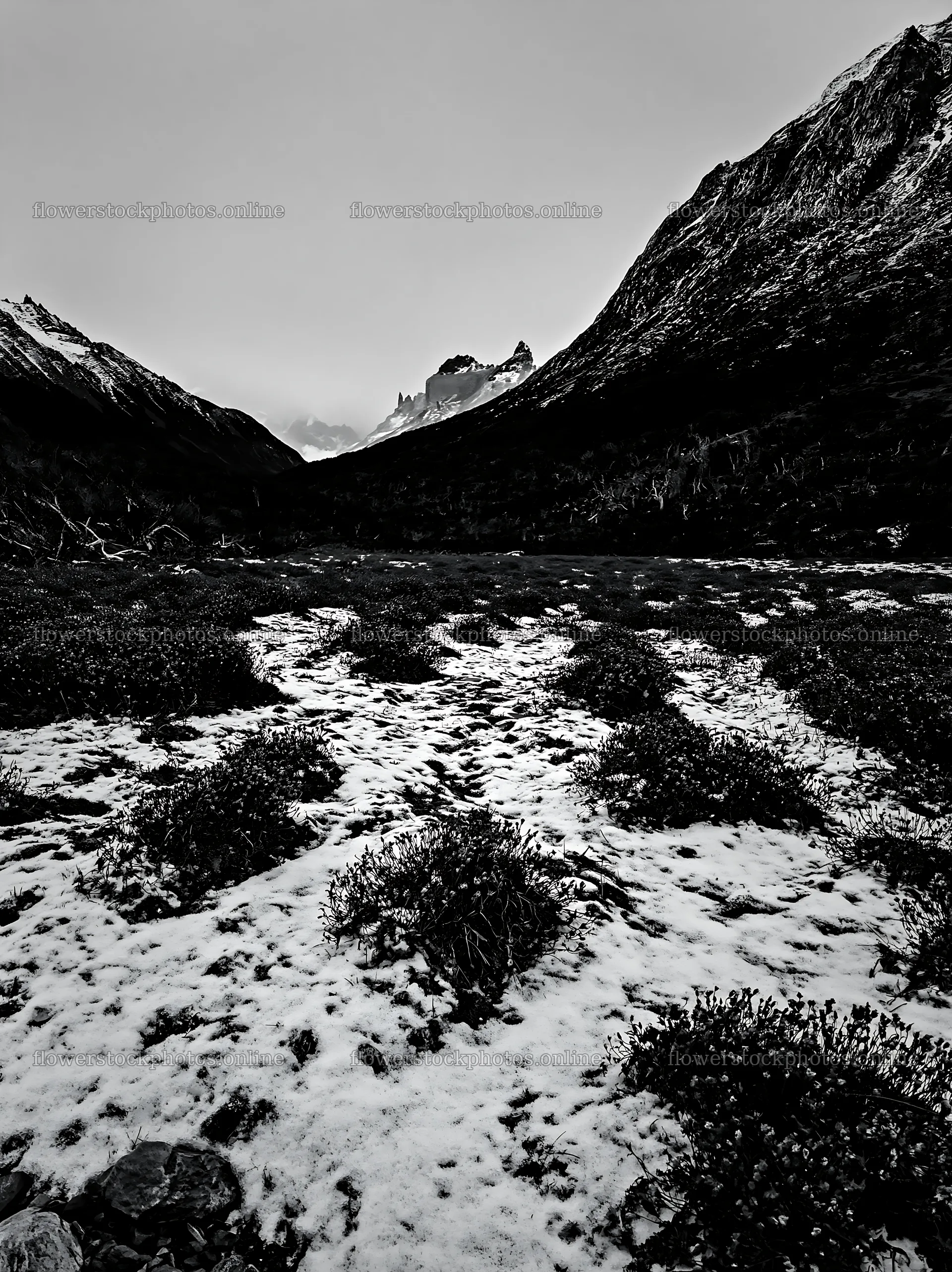 Snow-covered meadow in Torres del Paine National Park – flower stock photos 6866x9174