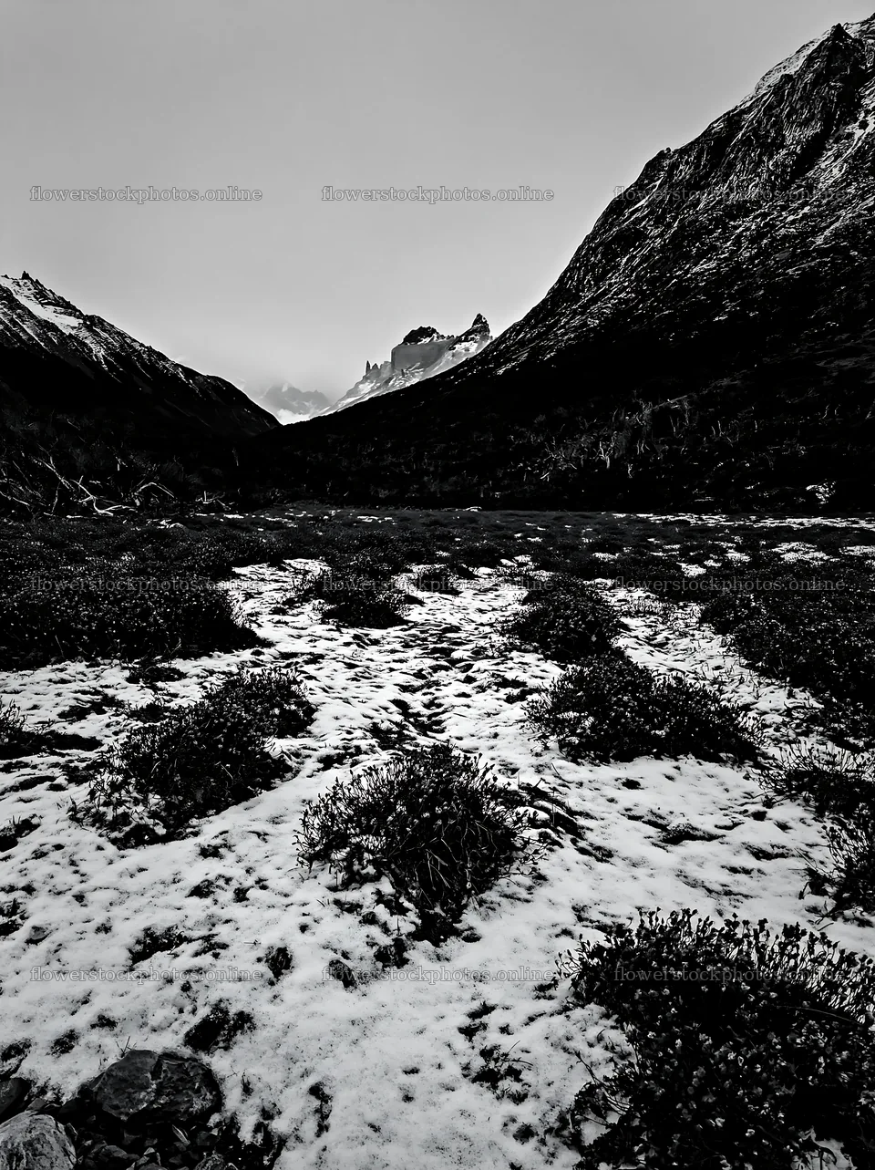 Snow-covered meadow in Torres del Paine National Park – flower stock photos 6866x9174