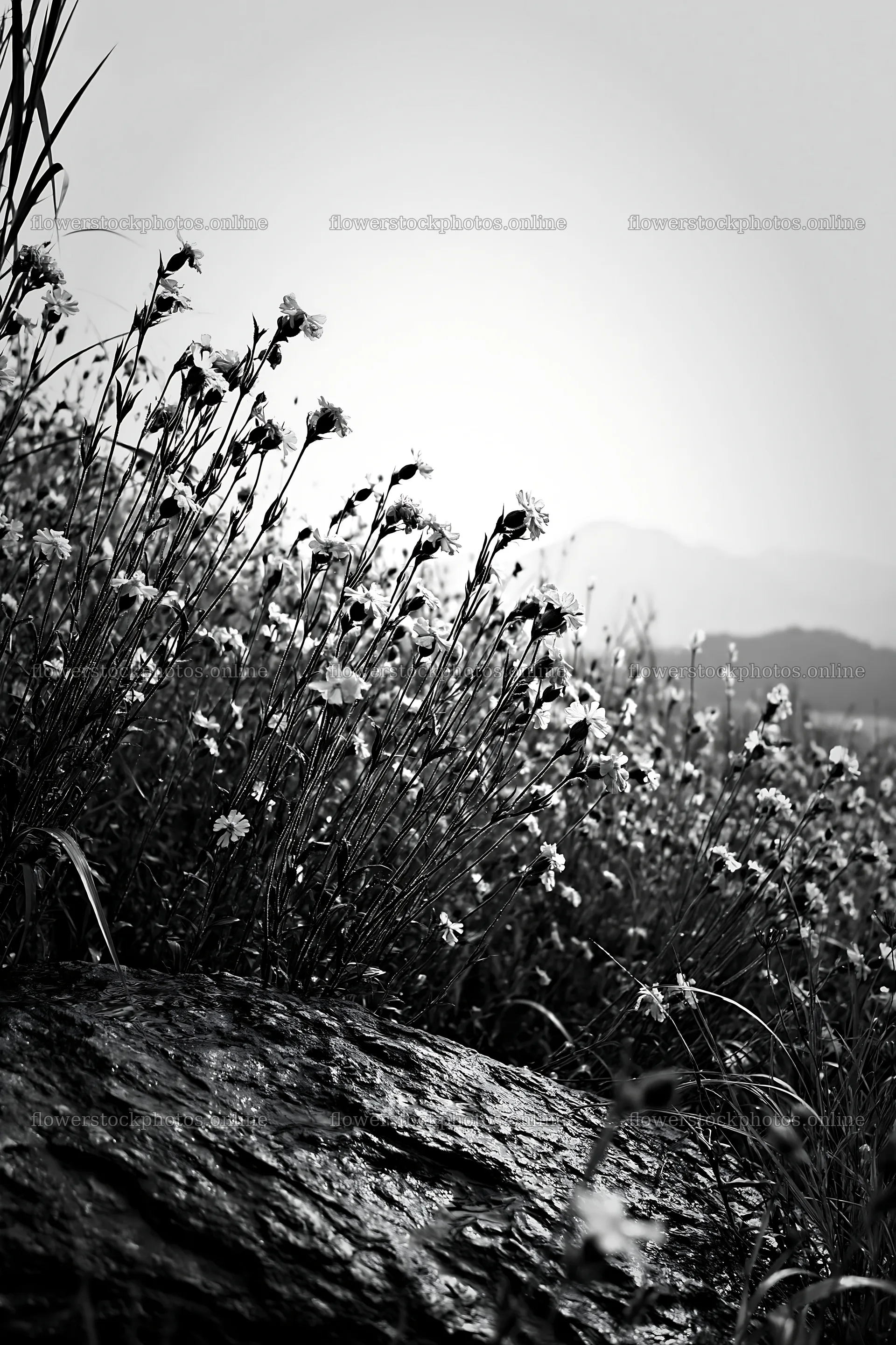 Hiroshima meadow with rocks and flowers on a rainy day – flower stock photos 6480x9722