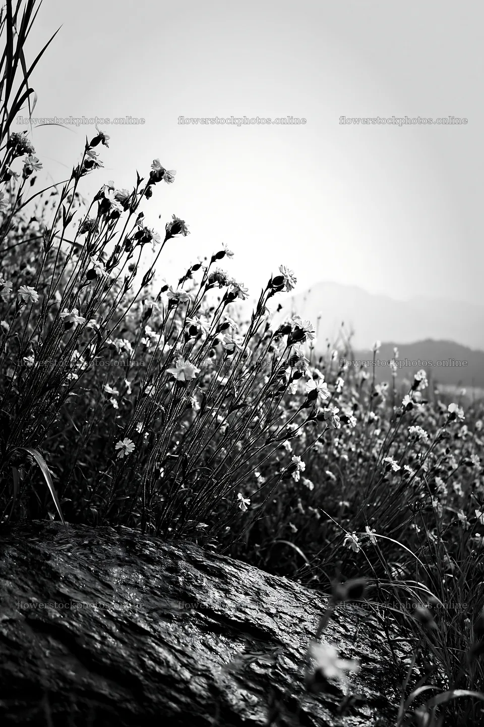 Hiroshima meadow with rocks and flowers on a rainy day – flower stock photos 6480x9722