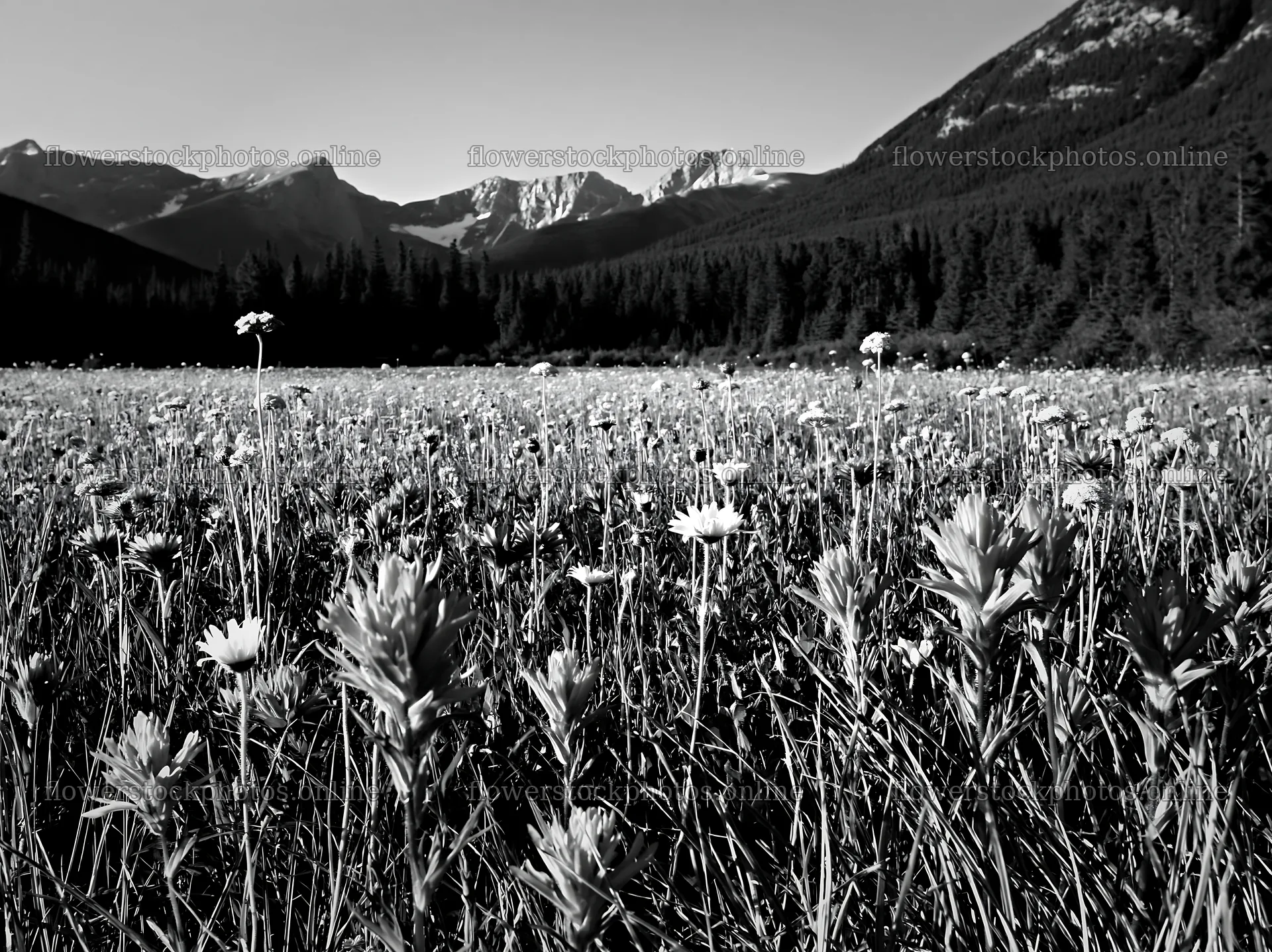 Meadow with wildflowers and snowy mountain range in Banff – flower stock photos 9174x6866