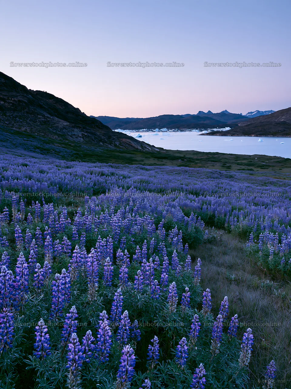 Lupin meadow with lake and mountains in the background – flower stock photos 6866x9174