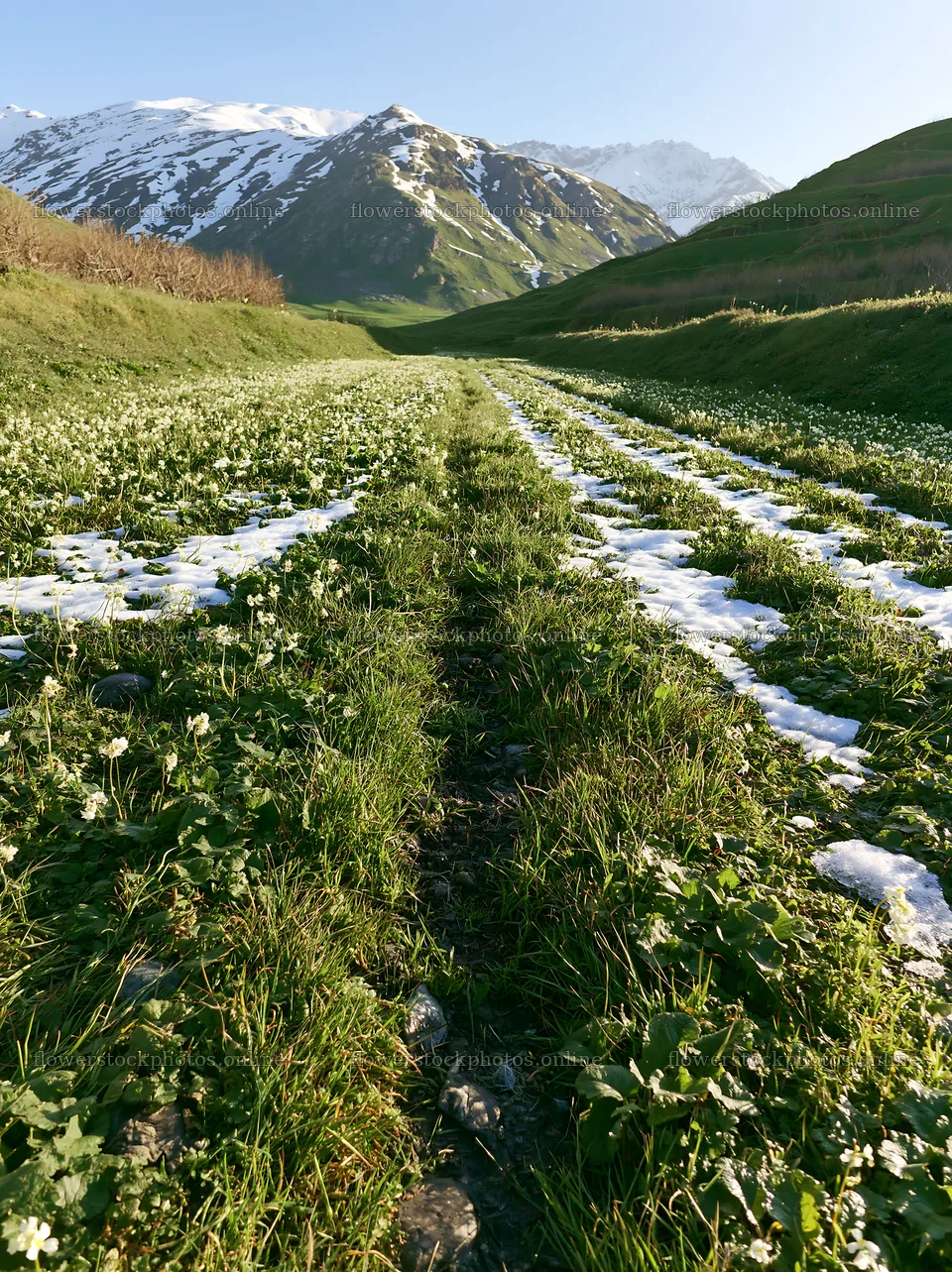 Foothill orchard meadow with snow and green grass paths – flower stock photos 6866x9174