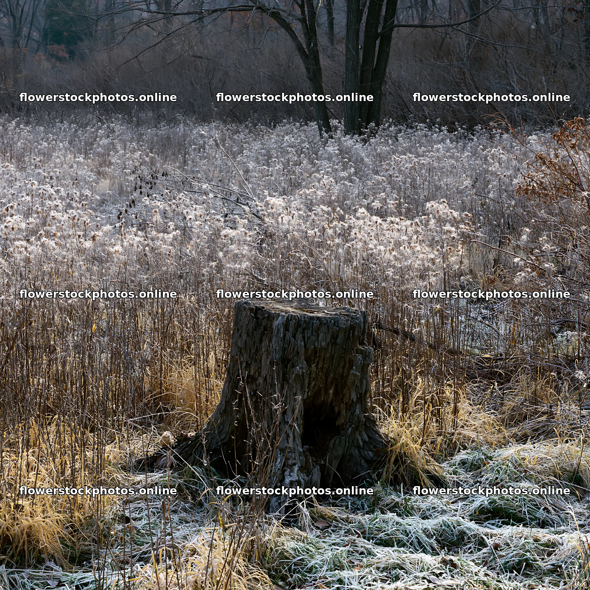 Fukushima native meadow with weathered stump – flower stock photos 7938x7938