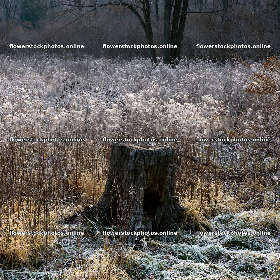 Fukushima native meadow with weathered stump – flower stock photos 7938x7938