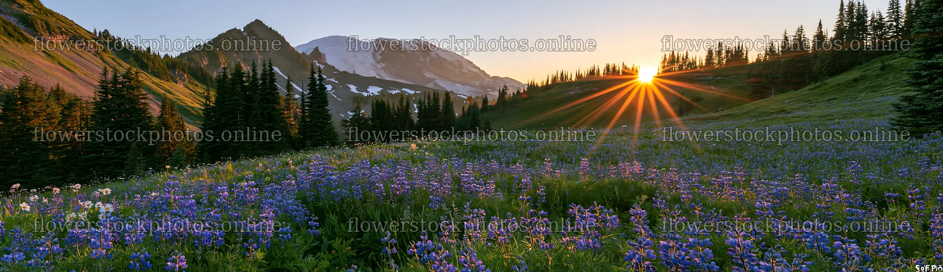 Mount Rainier wildflower meadow sunrise view with blooming flowers – flower stock photos 14762x4268