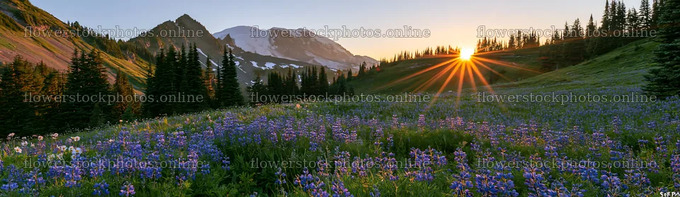 Mount Rainier wildflower meadow sunrise view with blooming flowers – flower stock photos 14762x4268