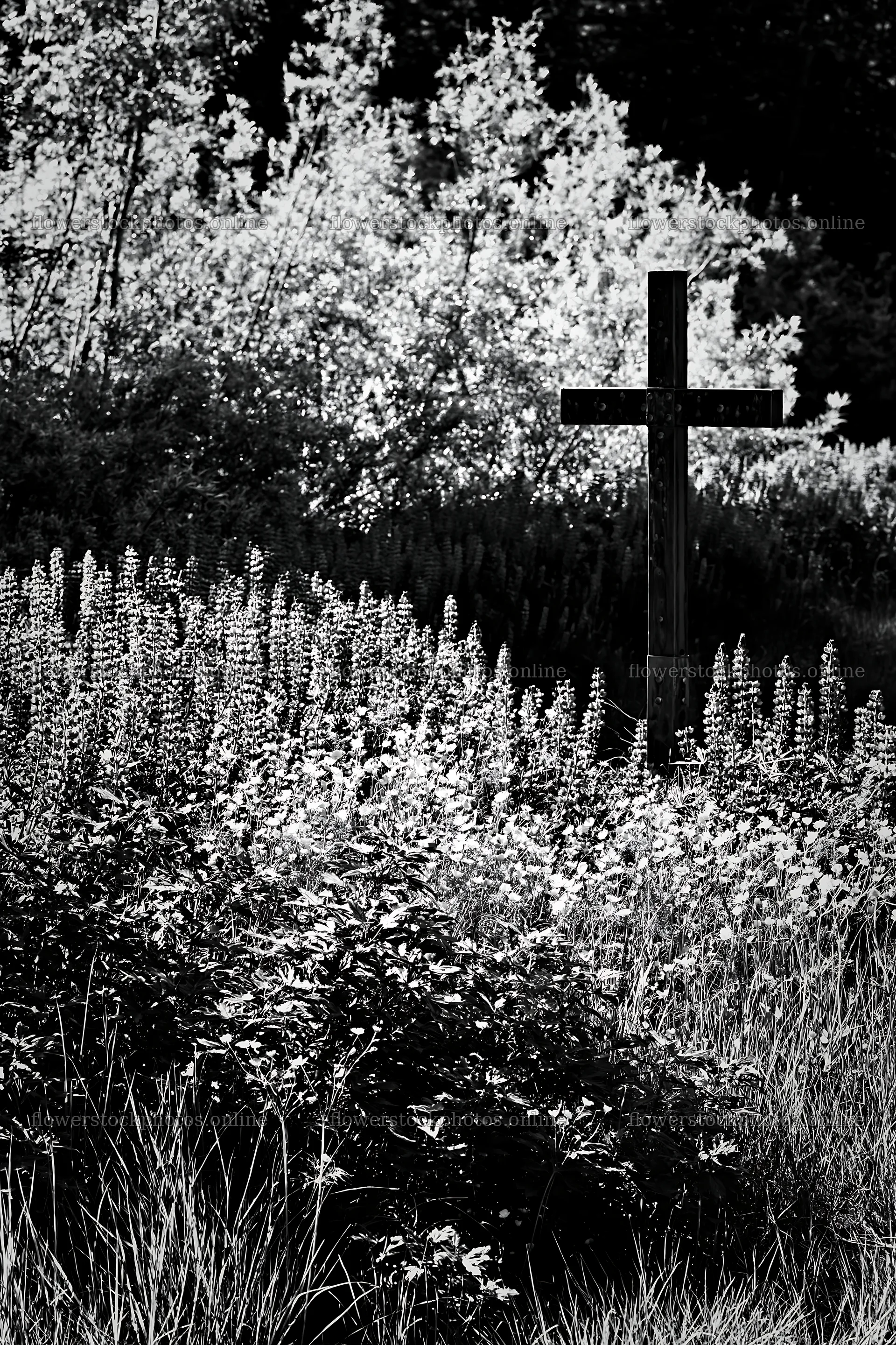 Christian cross beside mineral spring meadow – flower stock photos 6480x9722