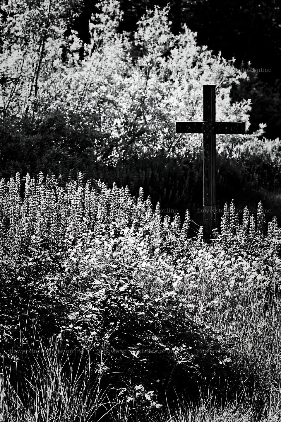 Christian cross beside mineral spring meadow – flower stock photos 6480x9722