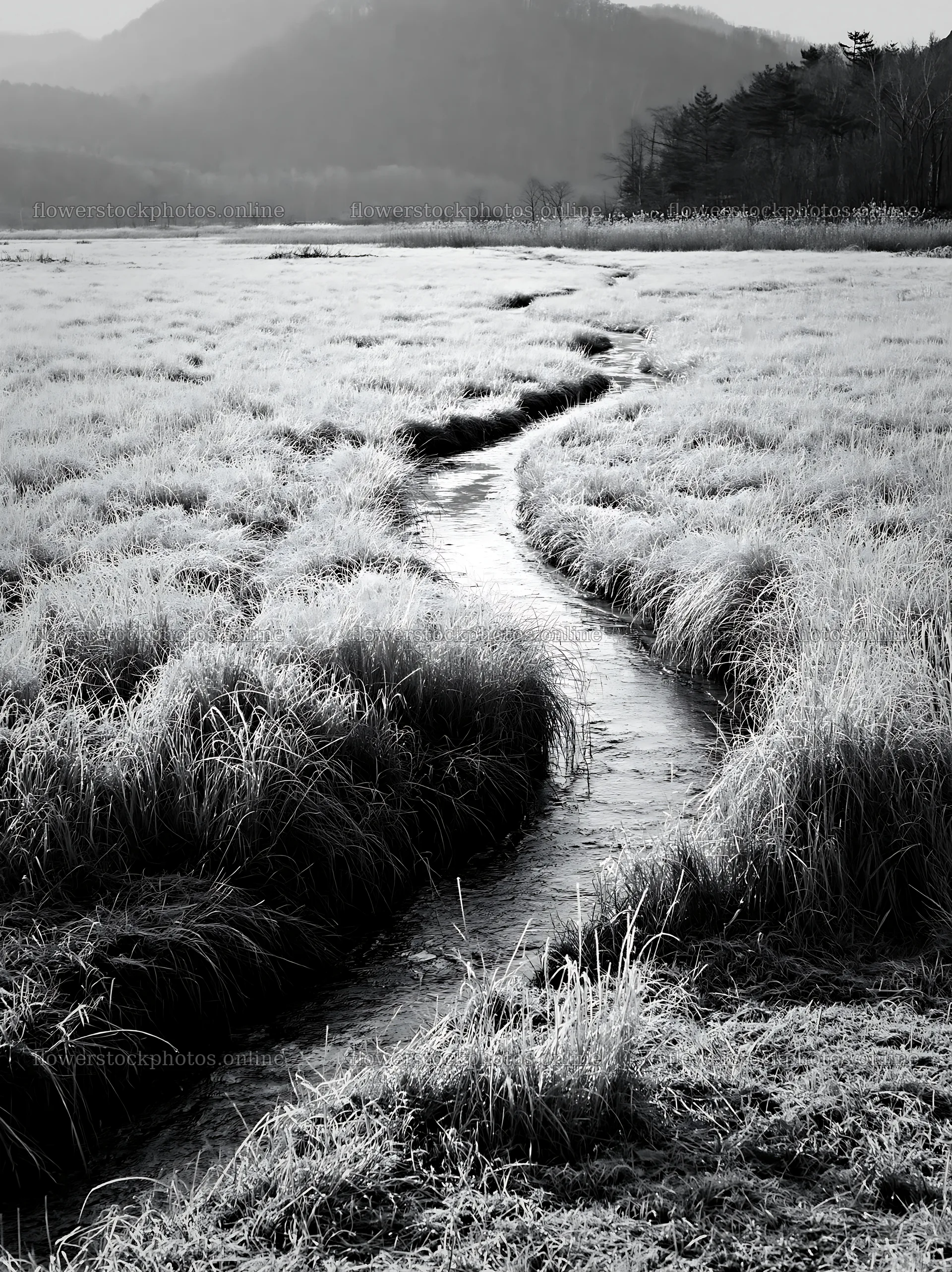 Akita snowmelt meadow with silver grasses and a winding stream – flower stock photos 6866x9174