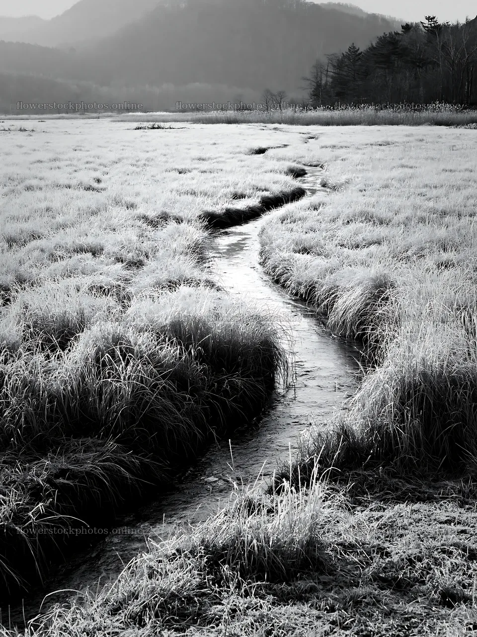 Akita snowmelt meadow with silver grasses and a winding stream – flower stock photos 6866x9174