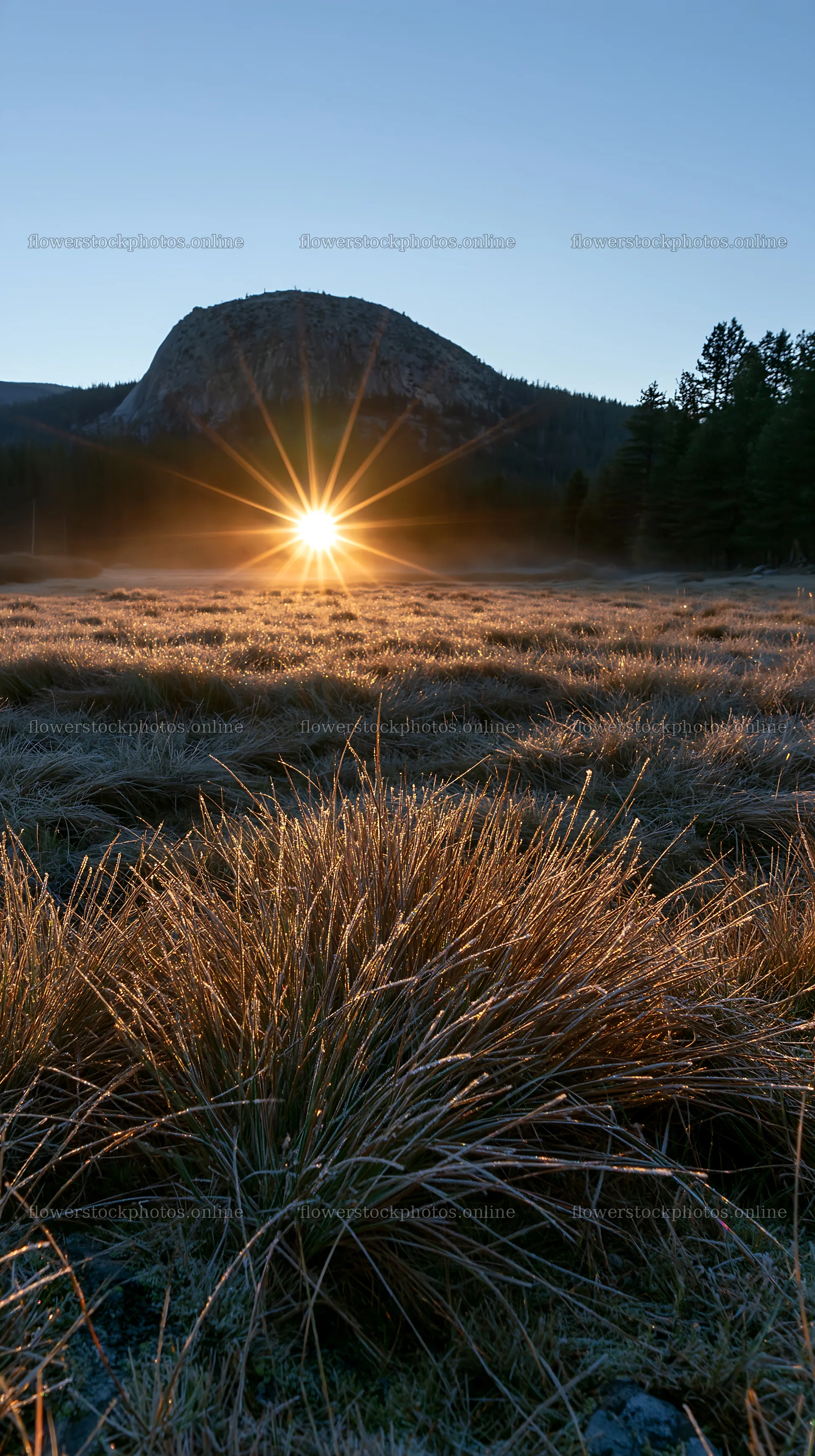 Frosty meadow at sunrise with sunlight shining through grass – flower stock photos 5938x10608