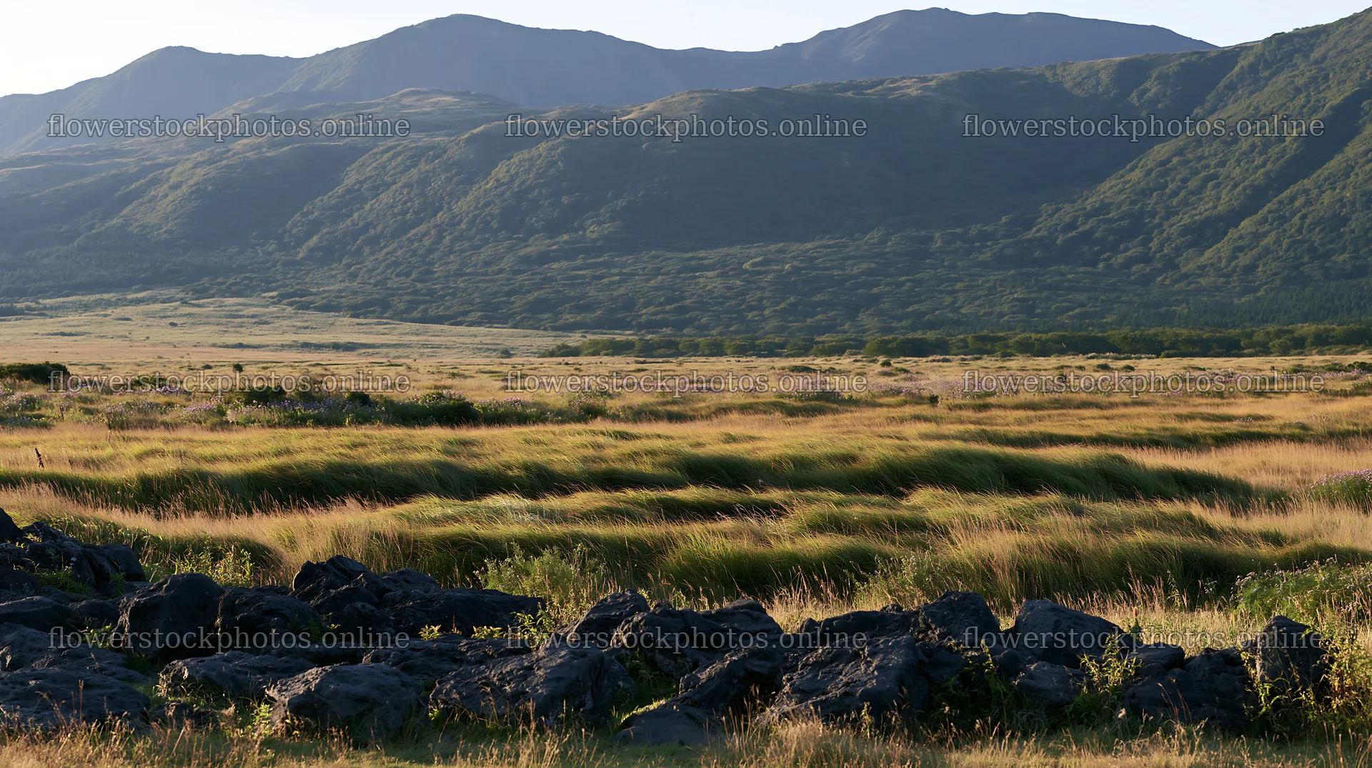 Kumamoto volcanic meadow with dark rocks in foreground – flower stock photos 10608x5938