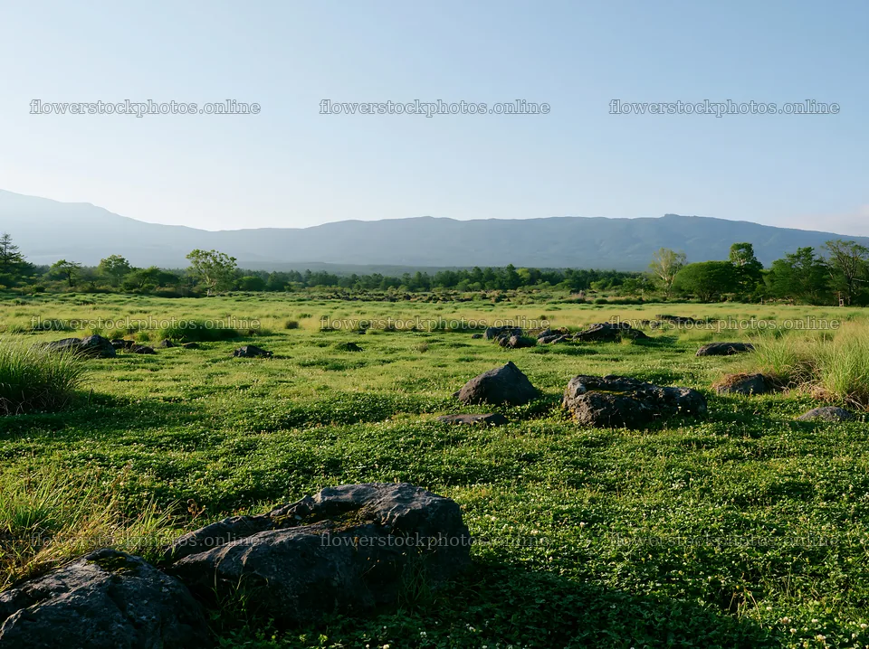 Yamanashi meadow with basalt stones in clear weather – flower stock photos 9174x6866