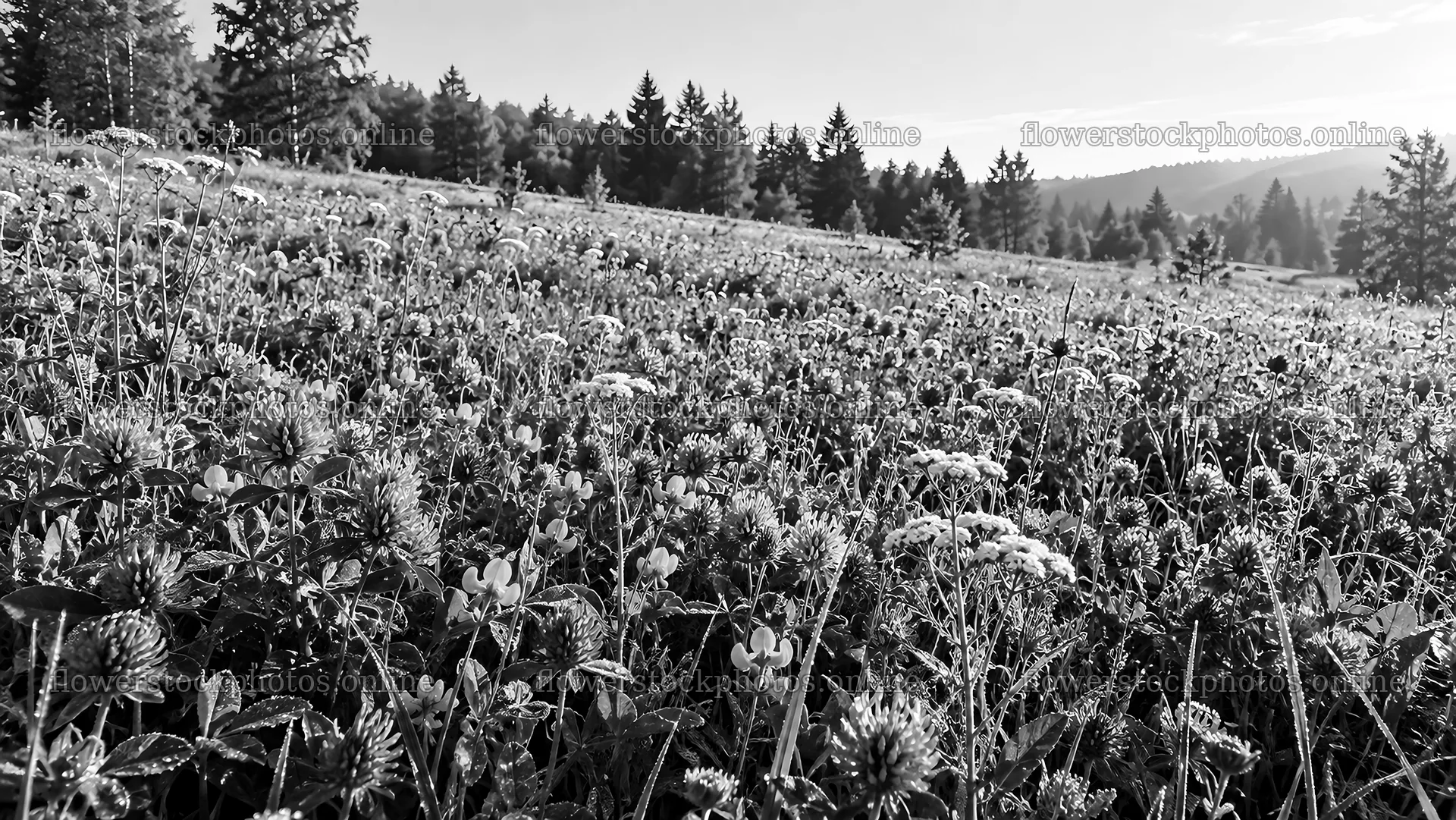 Wildflower Meadow in a Woodland Clearing – flower stock photos 10324x5812