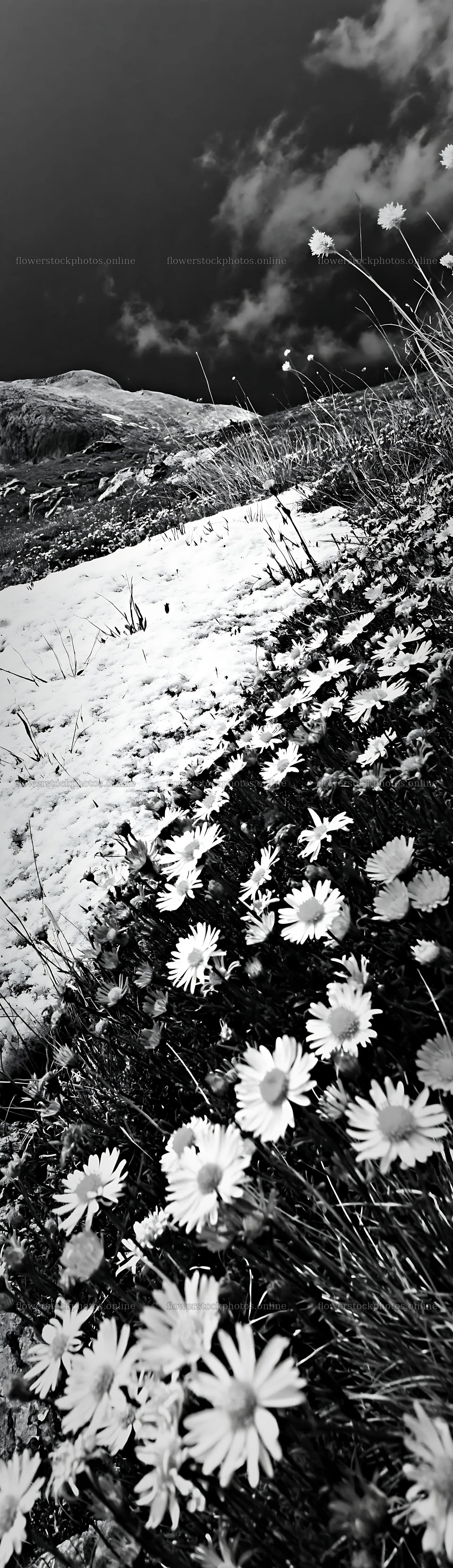 Snowline meadow with flowers at high altitude – flower stock photos 4268x14762