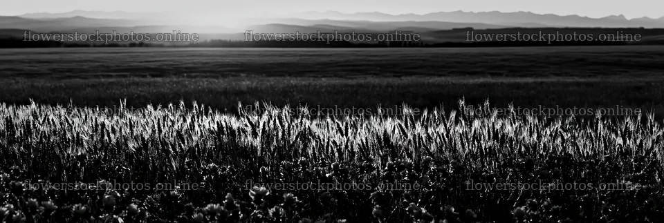 Meadow seedheads illuminated by dusk light – flower stock photos 13690x4602