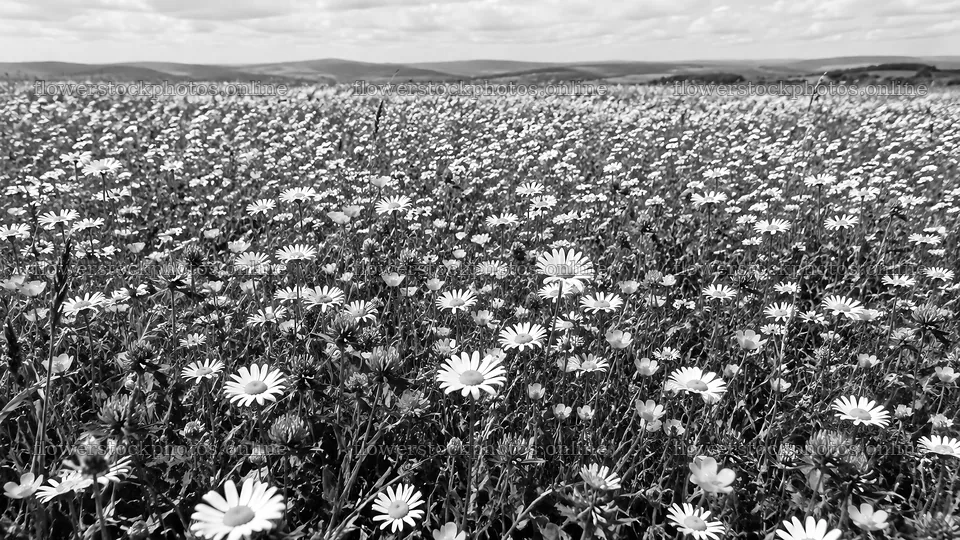Monochrome Flower Meadow and Rolling Hills – flower stock photos 10324x5812
