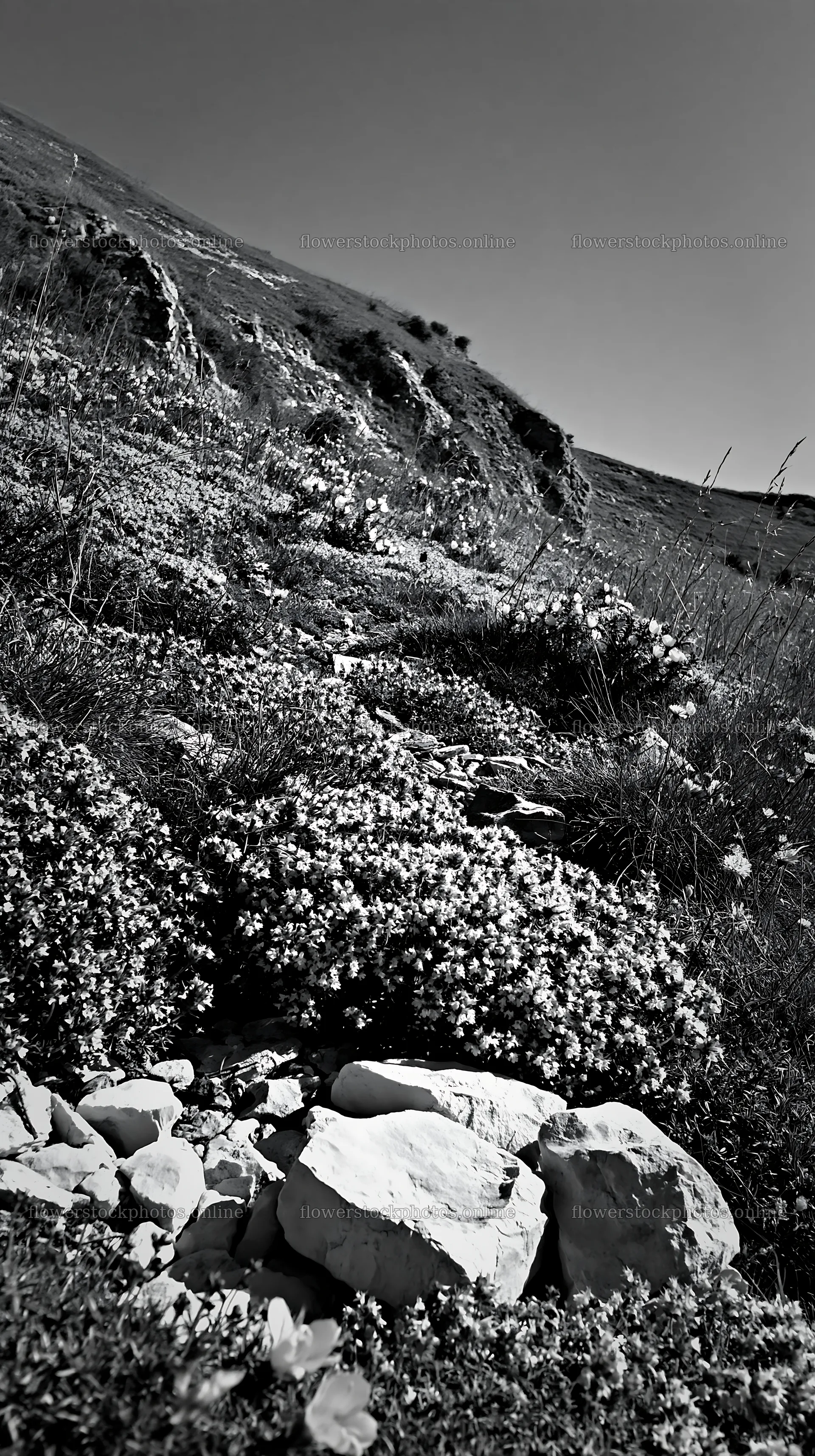 Sunny chalk meadow with flowers and rocks – flower stock photos 5938x10608