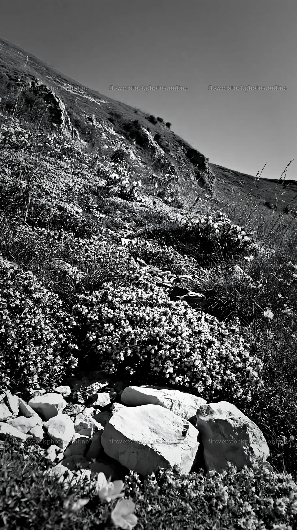 Sunny chalk meadow with flowers and rocks – flower stock photos 5938x10608