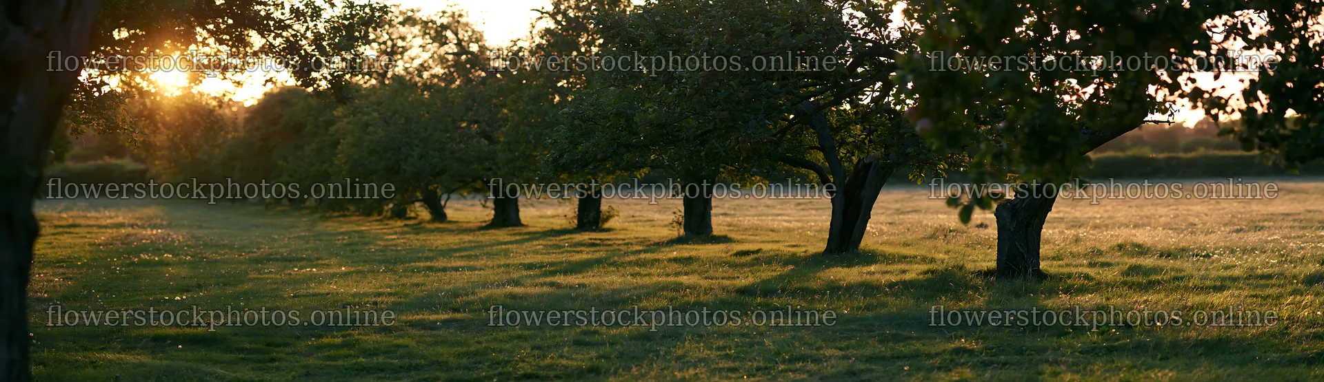Sunset apple meadow with trees and golden light – flower stock photos 14762x4268