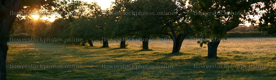 Sunset apple meadow with trees and golden light – flower stock photos 14762x4268