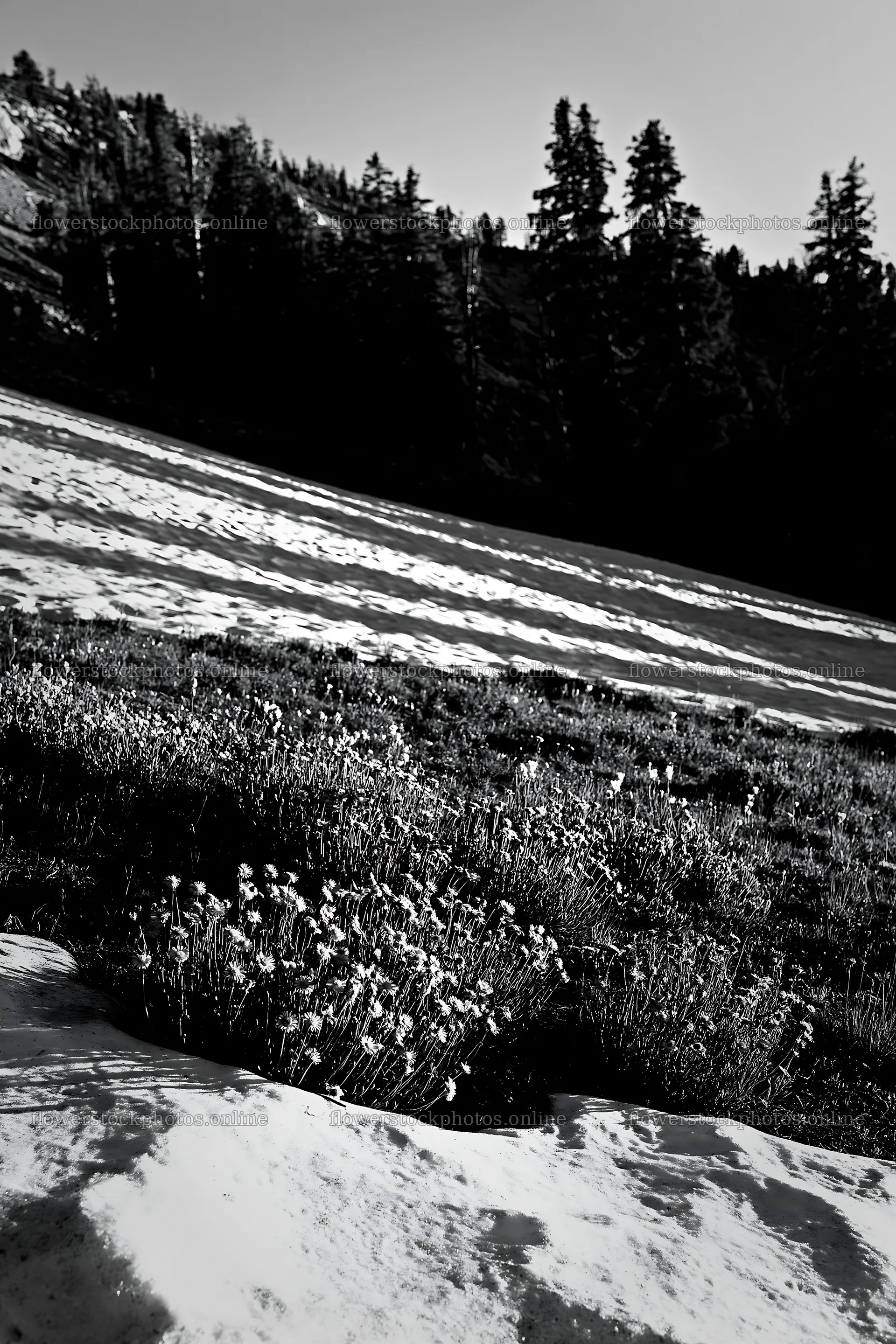 Snowy foothill meadow with flowers in black and white – flower stock photos 6480x9722