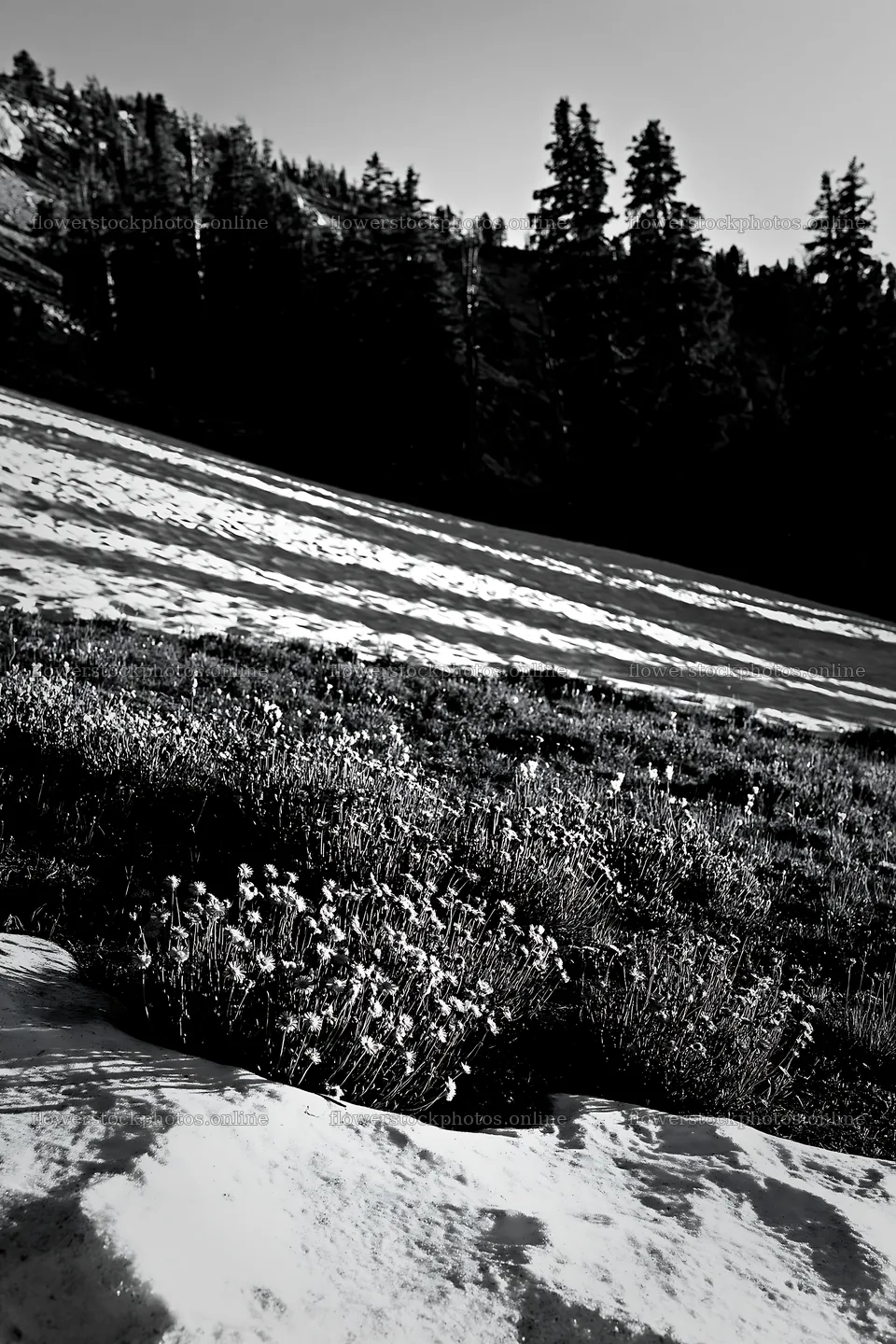 Snowy foothill meadow with flowers in black and white – flower stock photos 6480x9722
