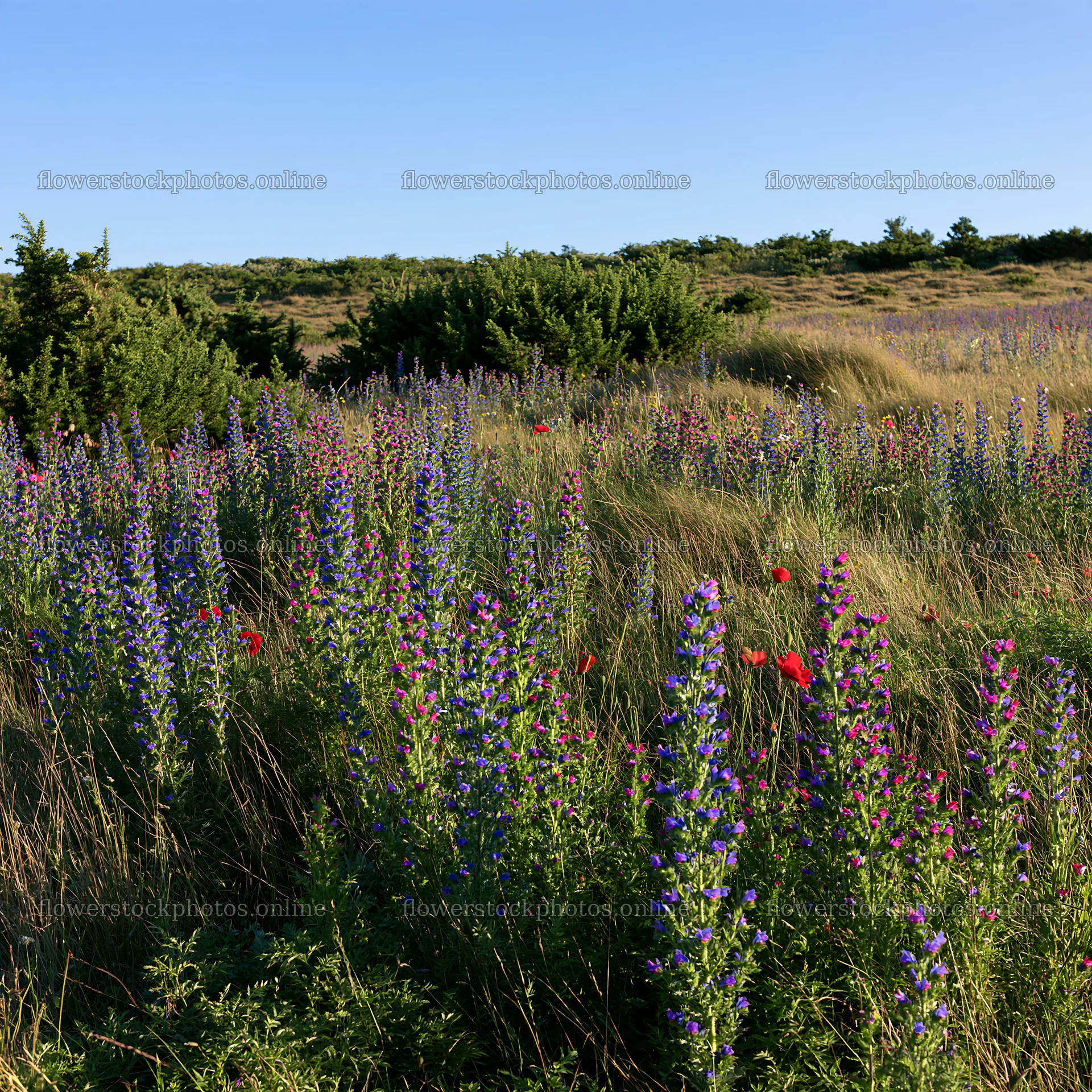 Poppy viper's-bugloss meadow in sunny weather – flower stock photos 7938x7938