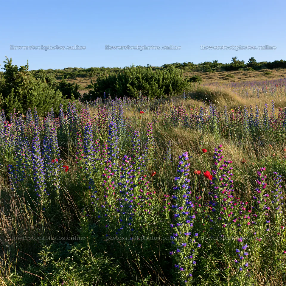 Poppy viper's-bugloss meadow in sunny weather – flower stock photos 7938x7938