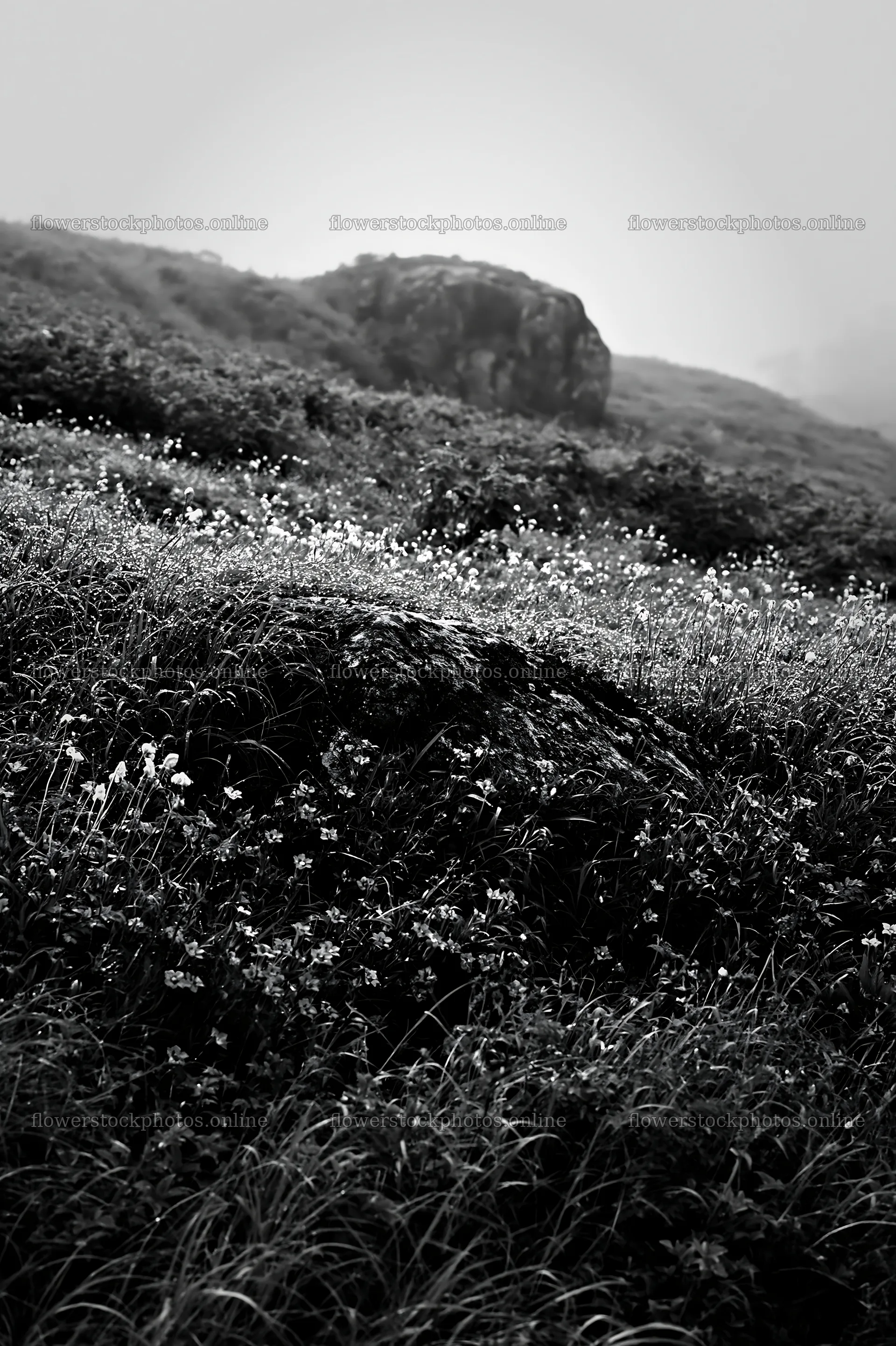 Aomori climate resilient meadow with boulder and wildflowers – flower stock photos 6480x9722