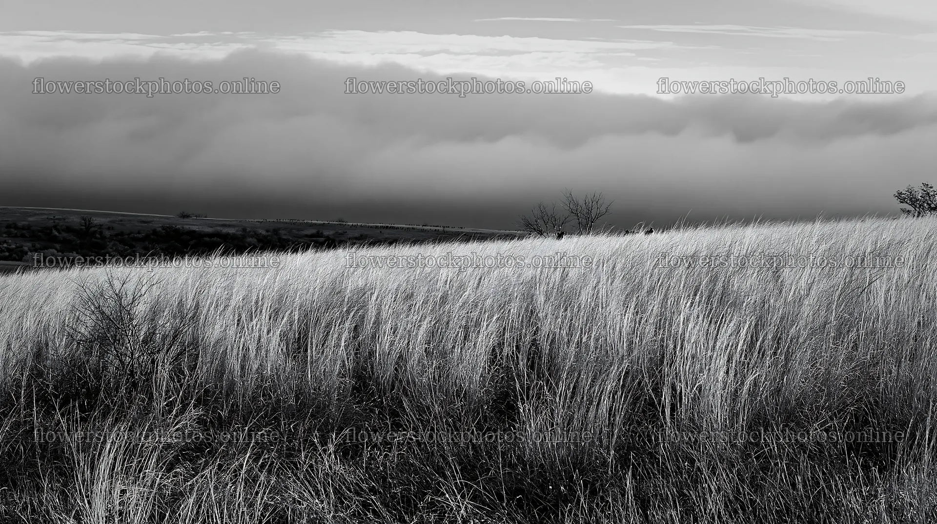 Meadow with seedheads and fog in the background – flower stock photos 10608x5938