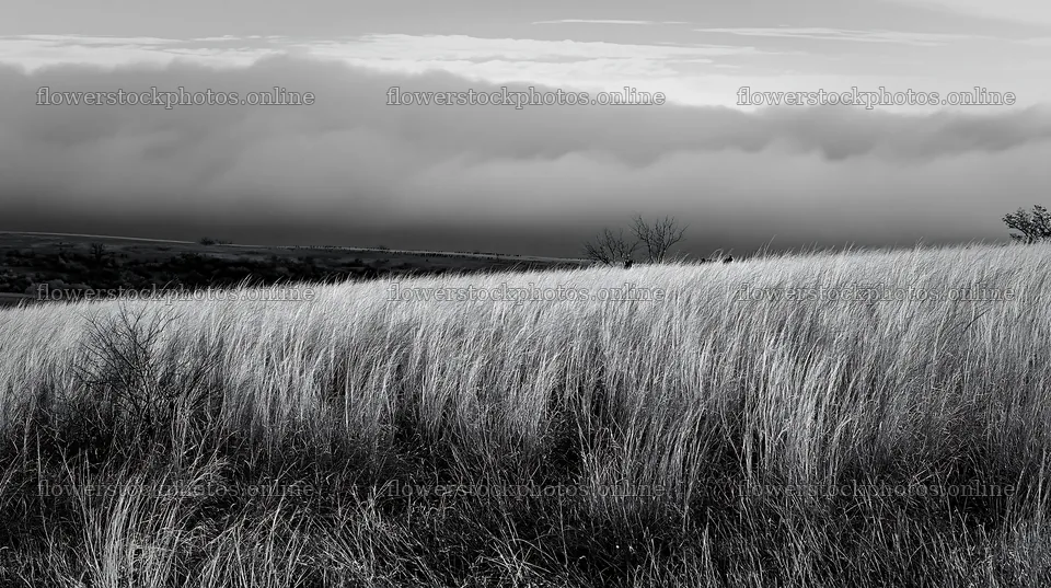 Meadow with seedheads and fog in the background – flower stock photos 10608x5938