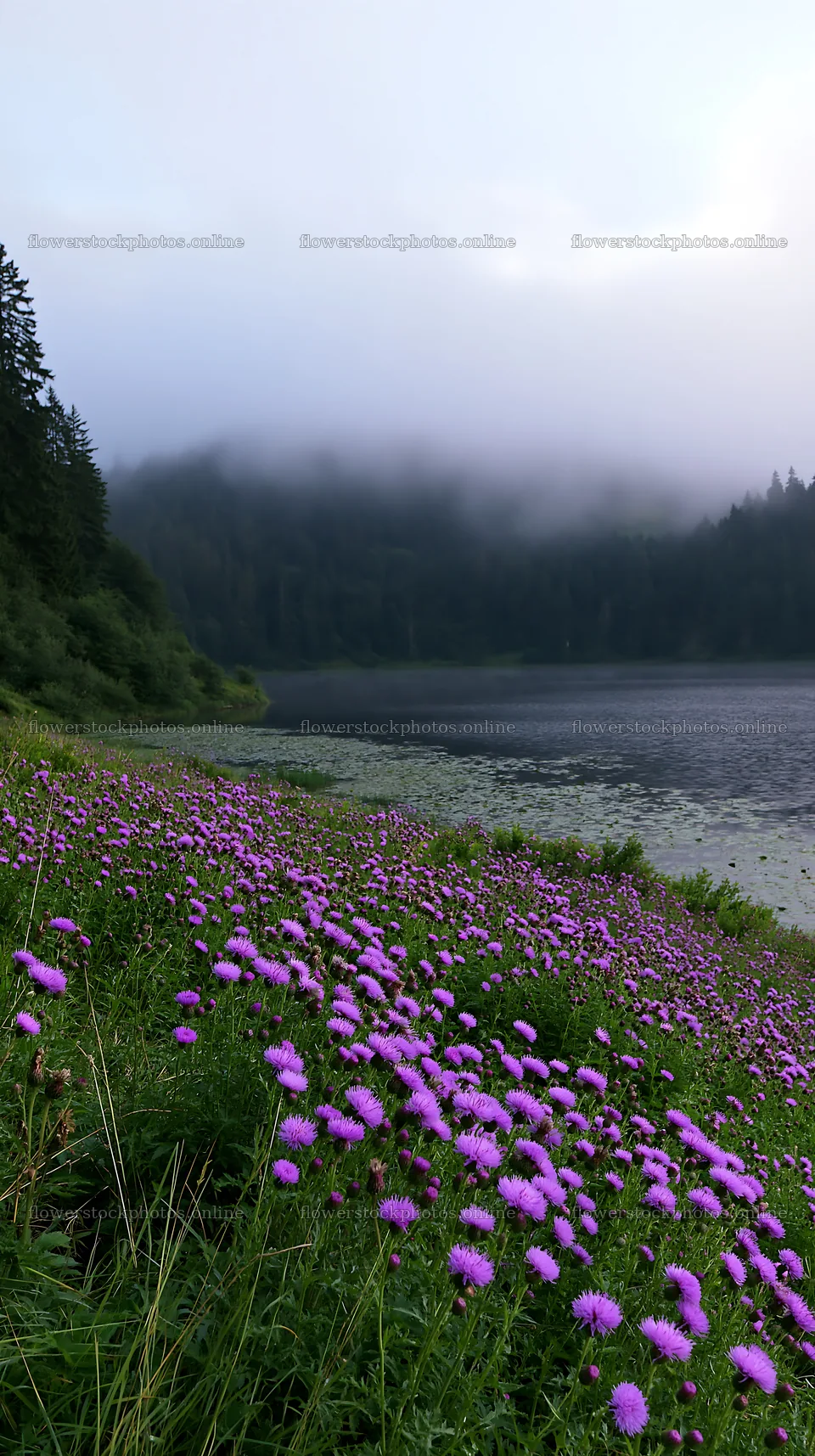 Lakeside meadow with wildflowers near a German lake – flower stock photos 5938x10608