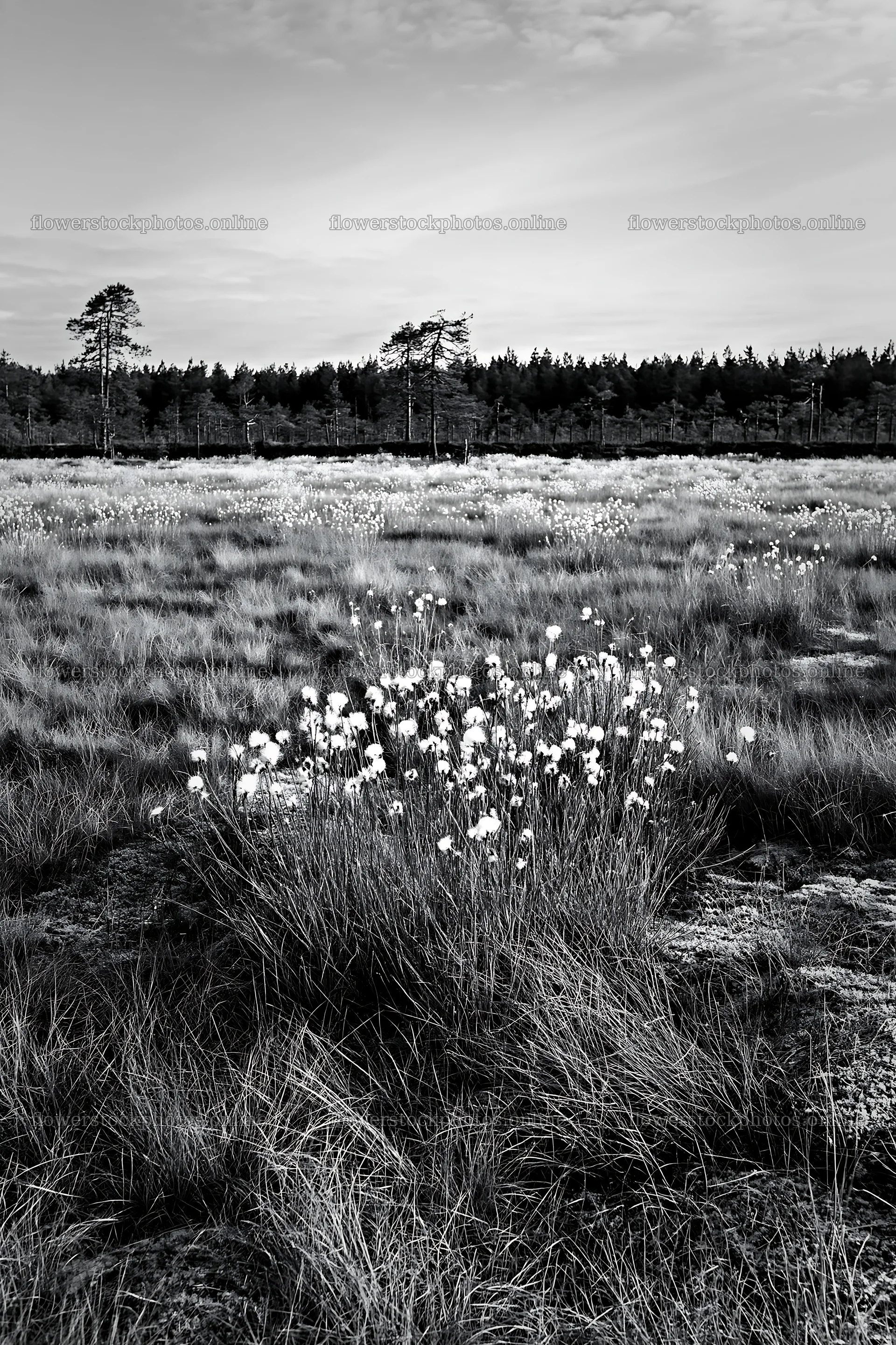 Cottongrass meadow in black and white with trees in the background – flower stock photos 6480x9722