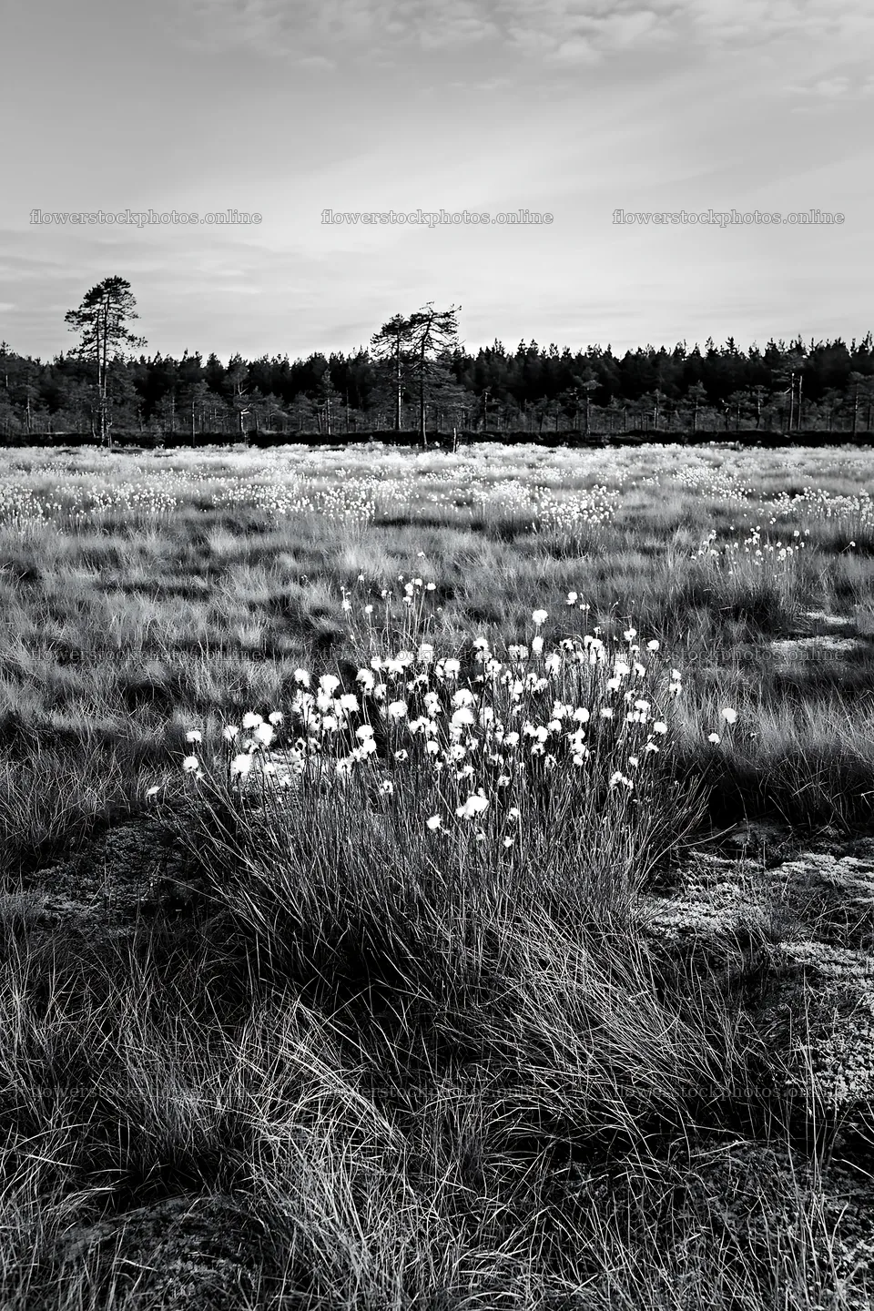 Cottongrass meadow in black and white with trees in the background – flower stock photos 6480x9722