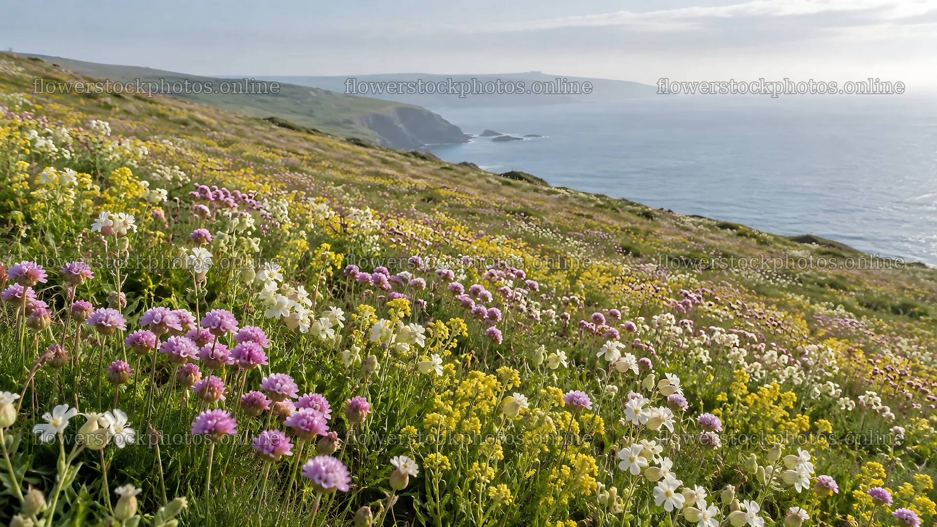 Wildflower Meadow on a Coastal Hillside – flower stock photos 10324x5812