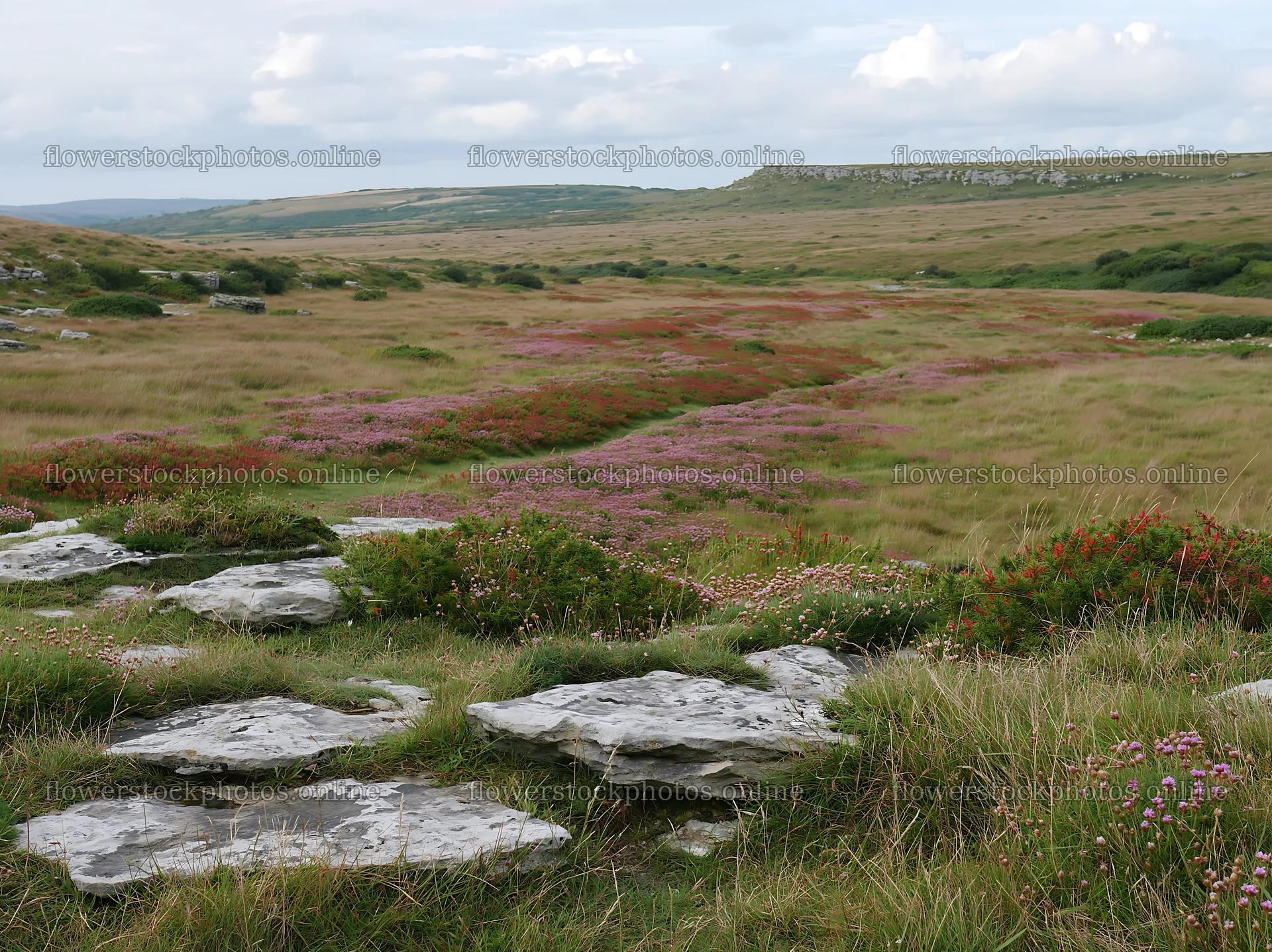 Limestone meadow with cloudy sky and wildflowers – flower stock photos 9174x6866
