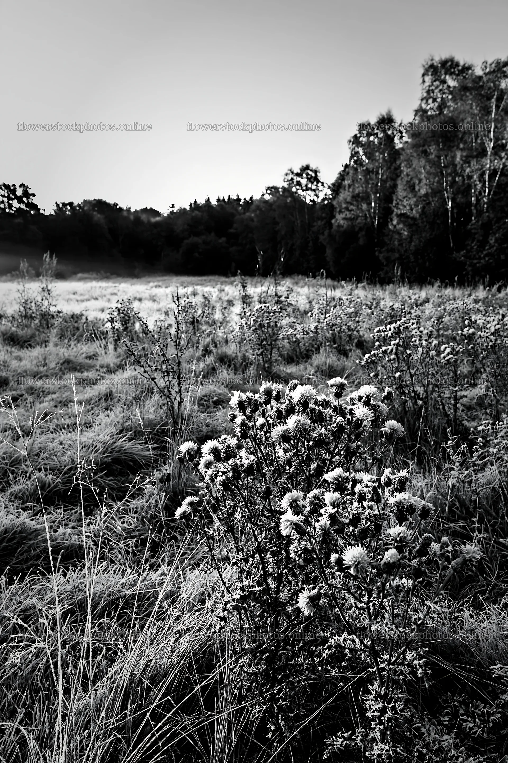 Meadow with knapweed during dawn hours – flower stock photos 6480x9722