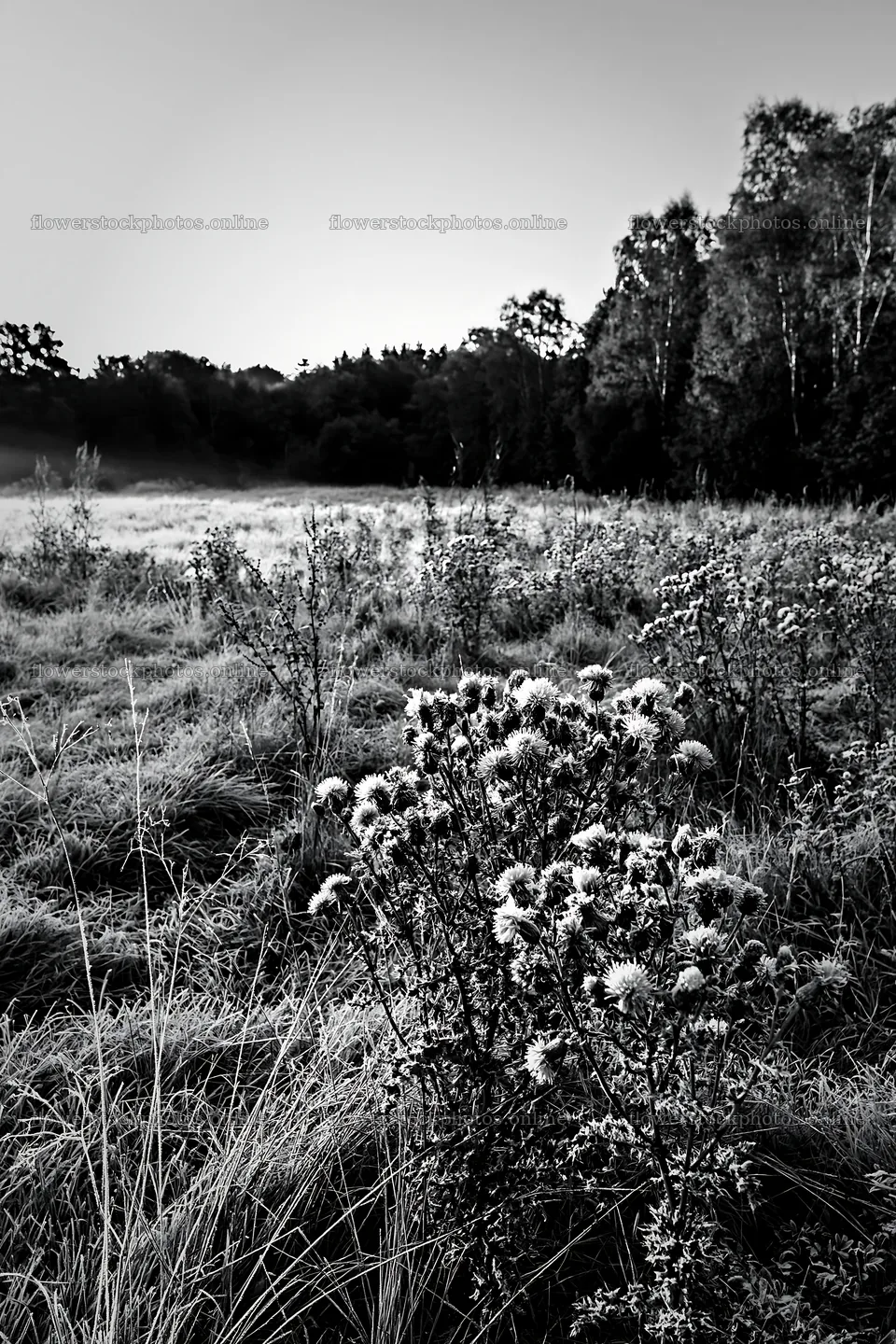 Meadow with knapweed during dawn hours – flower stock photos 6480x9722