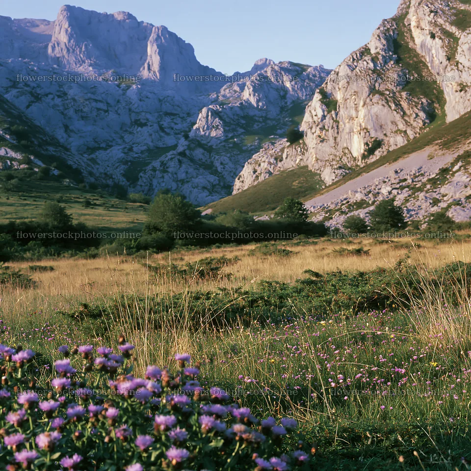 Meadow beneath crags with wildflowers in the background – flower stock photos 7938x7938