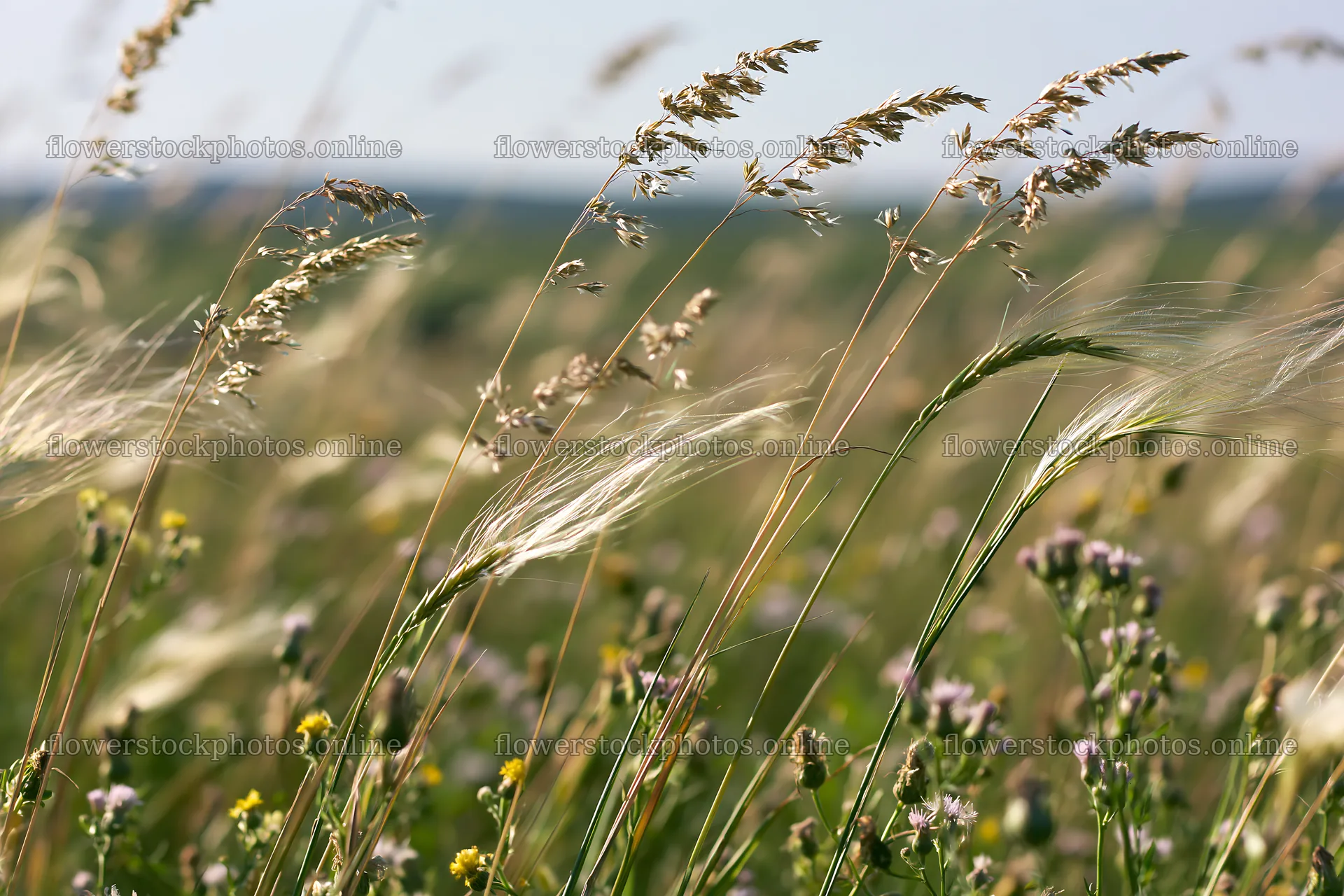 Climate-resilient meadow with grasses and wildflowers – flower stock photos 9722x6480